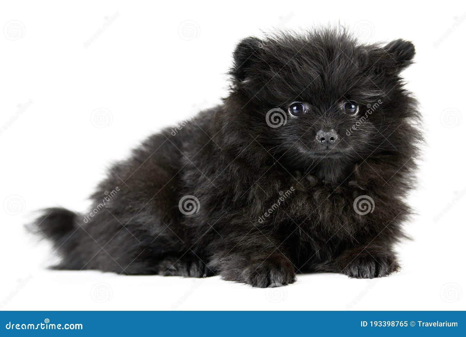 Pomeranian Puppy Spitz, Isolated Image - Image of spitz, 193398765