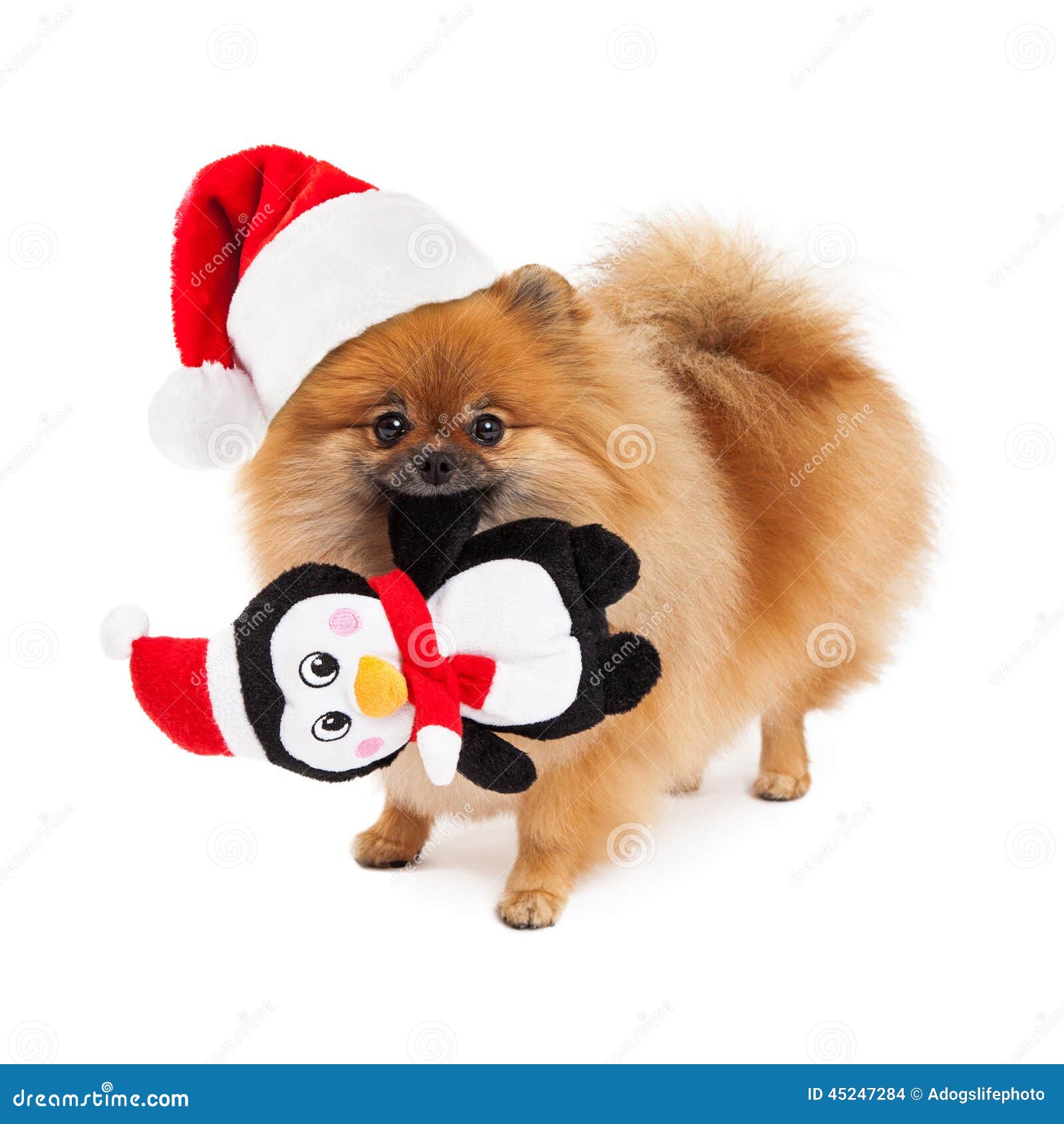 Pomeranian Santa Hat And Toy Stock Photo - Image: 45247284