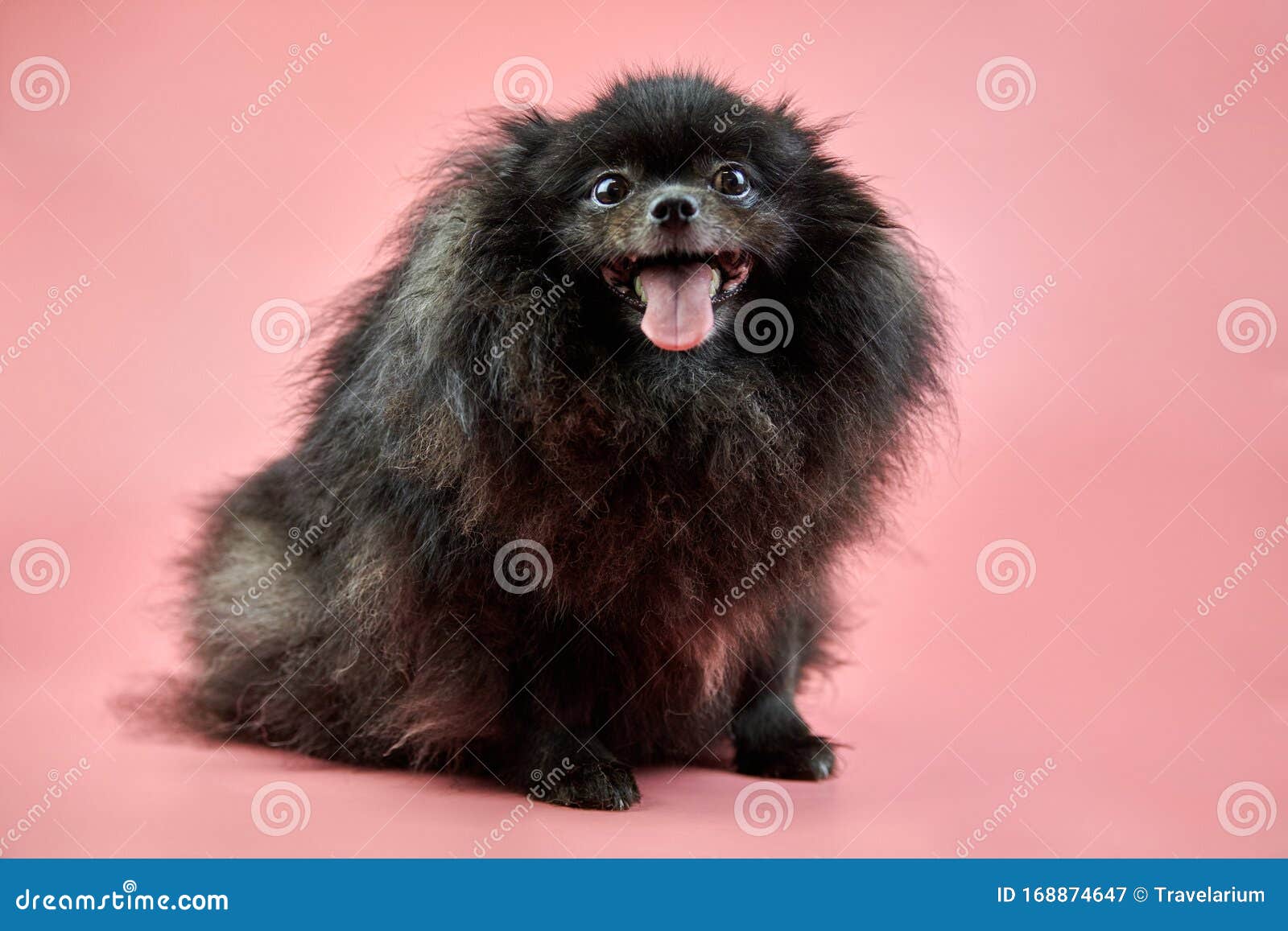 Pomeranian Spitz Black Puppy Image - Image breed, lovely: 168874647
