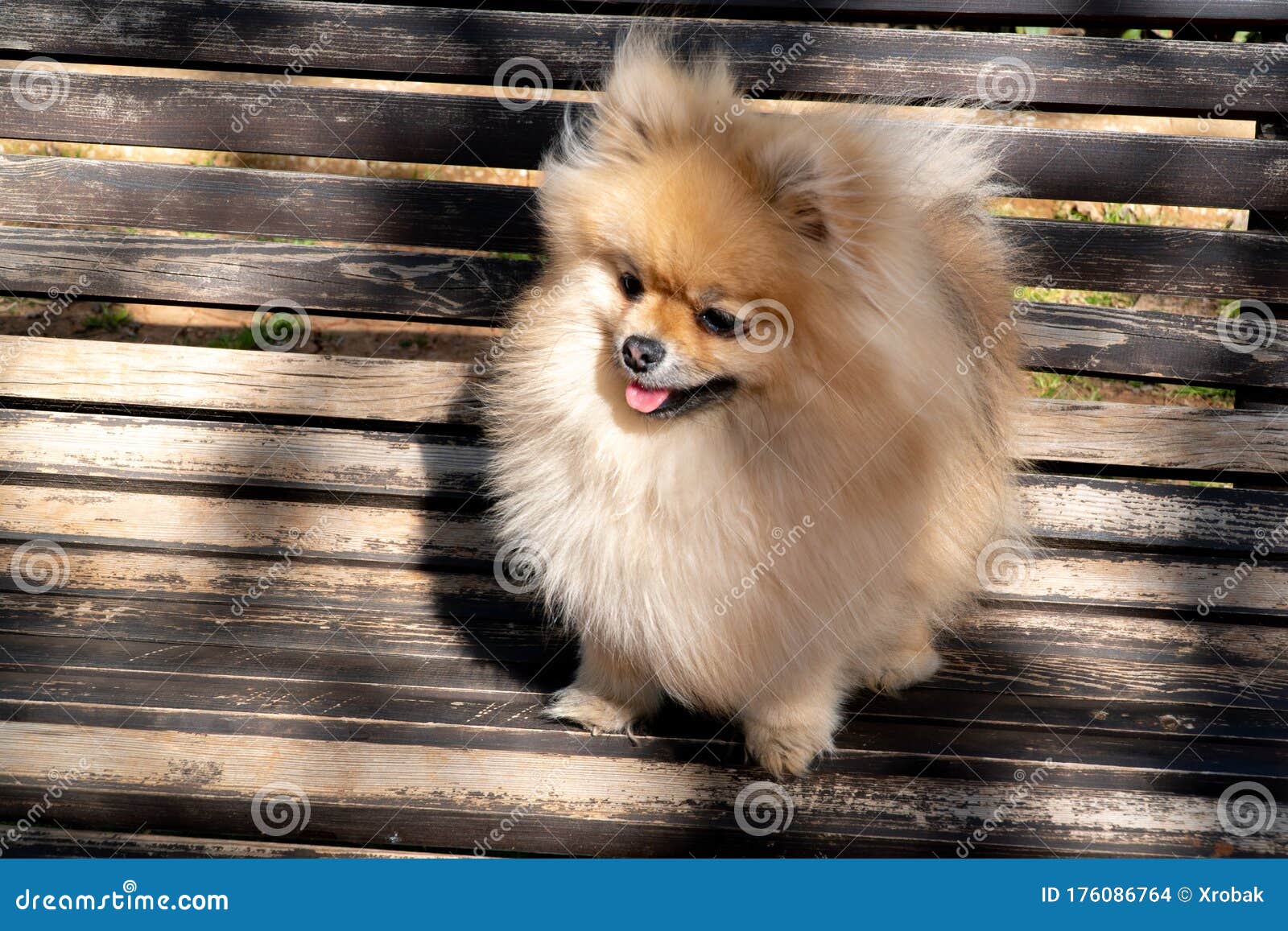 pomeranian spitz in cream sable color, photo on the bench. dog my best friend
