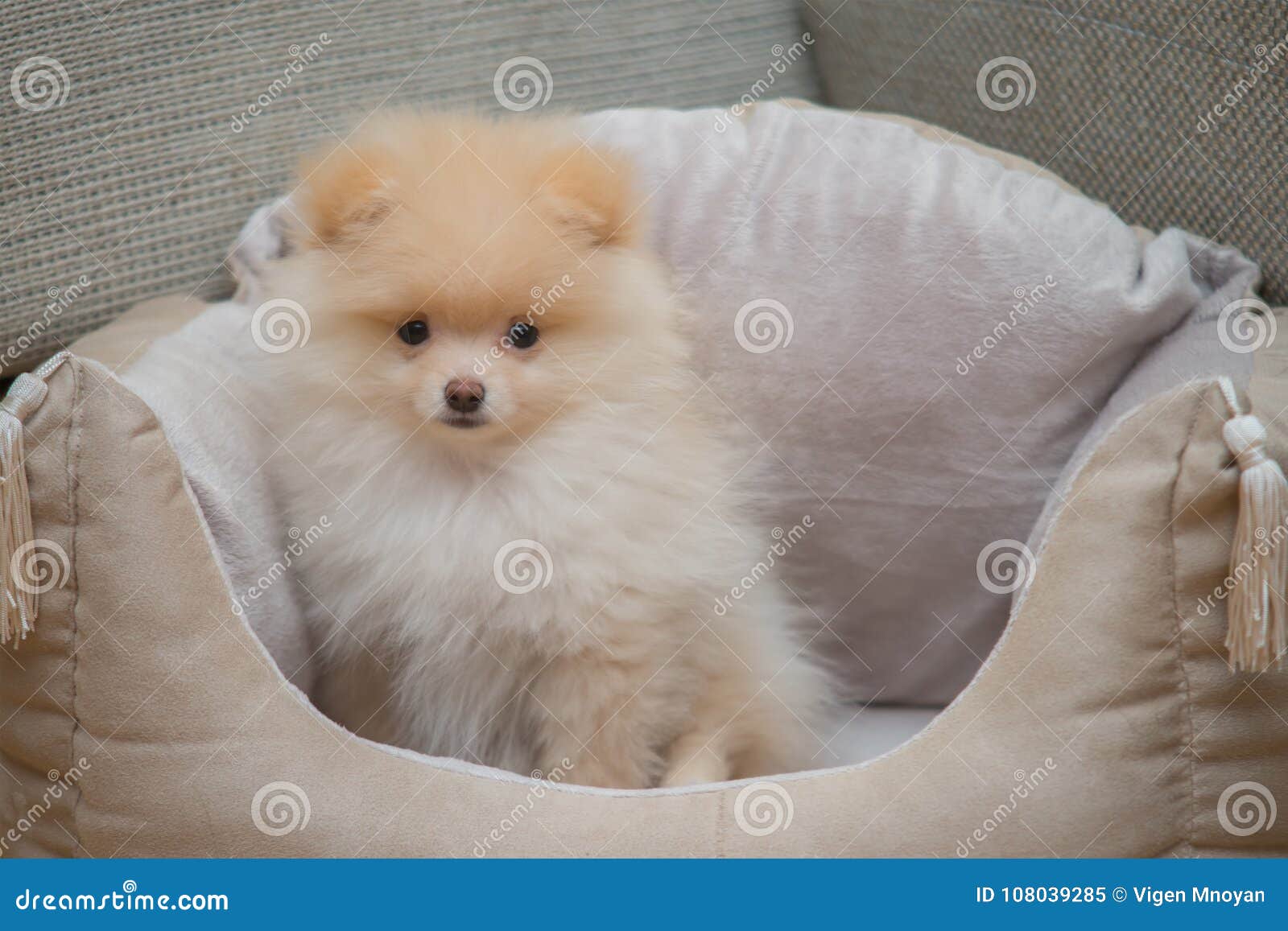 Pomeranian Spitz in Dog Bed Stock Image Image of puppy, portrait