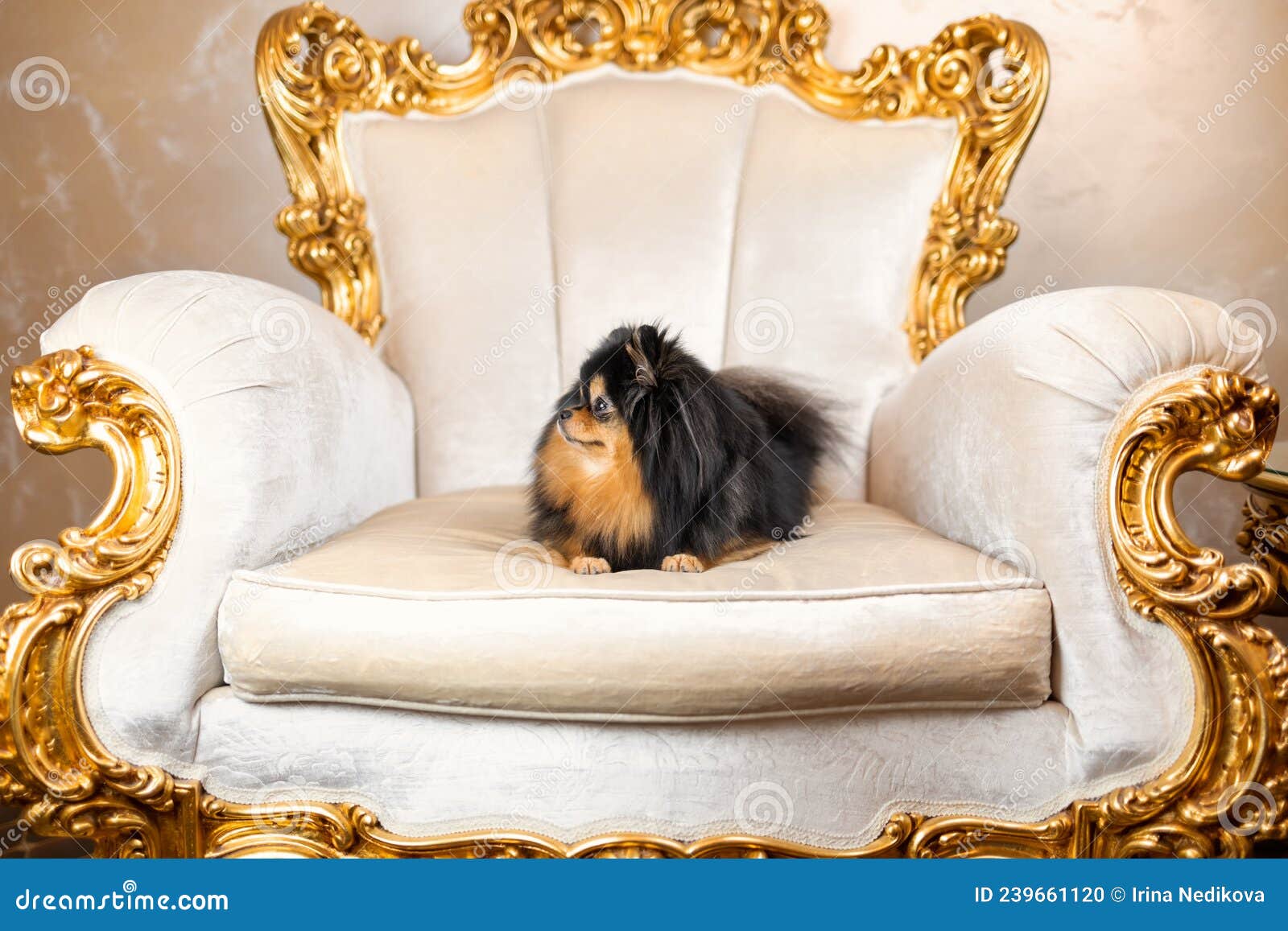 pomeranian spitz dog of black sable color lying down on classic gold armchair