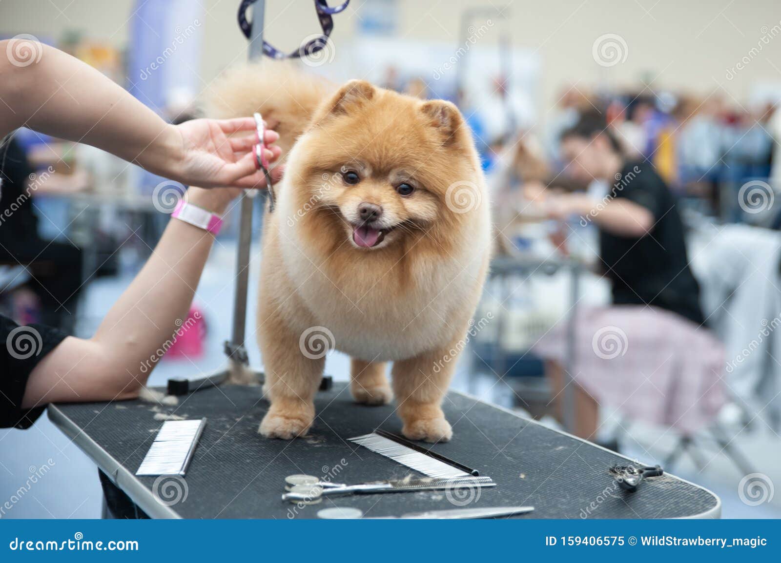 450 Dog Show Equipment Stock Photos Free & RoyaltyFree Stock Photos
