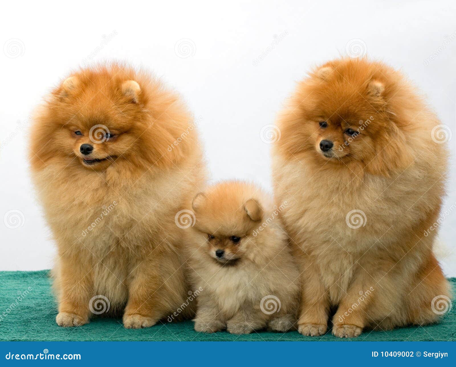 pomeranian dog family