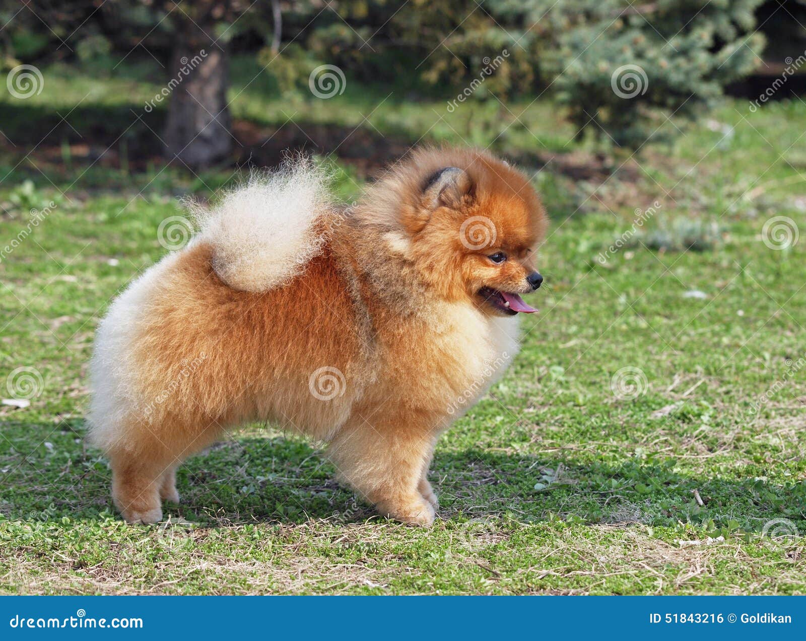 Pomeranian Spitz Nain Sur Une Pelouse Verte Photo Stock