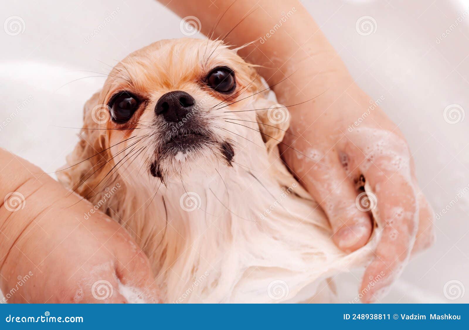 pomeranian takes a shower and washes up. the spitz stands submissively under the pressure of the water. the dog is bathed