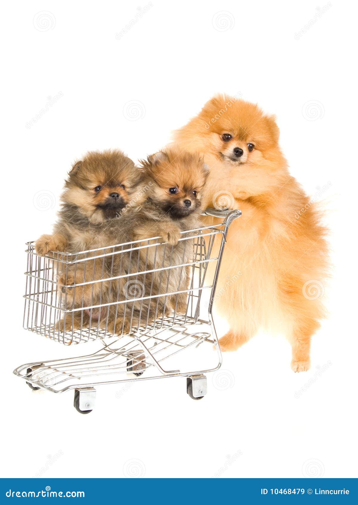 pomeranian shop