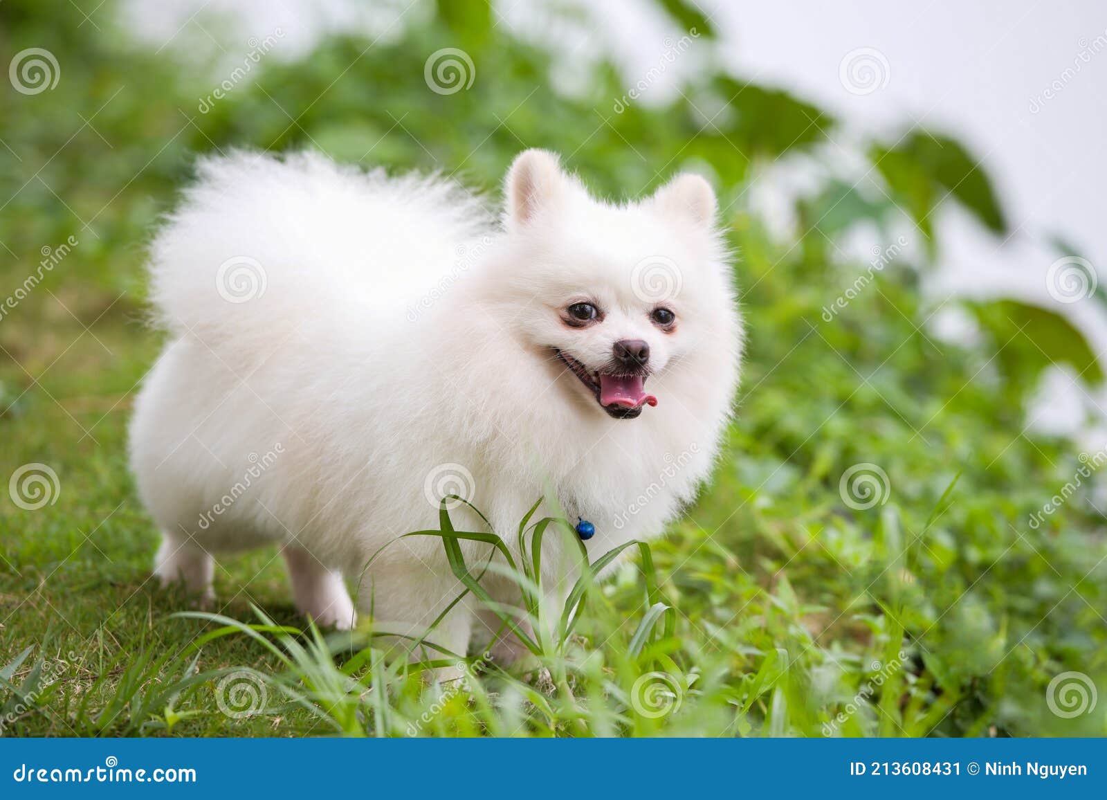 Pomeranian in the White Hair - a Dog with White Stock Image - Image of friendlydog, nicedogs: 213608431 Pomeranian in the White Hair - a Dog with White Stock Image - Image of friendlydog, nicedogs: 213608431