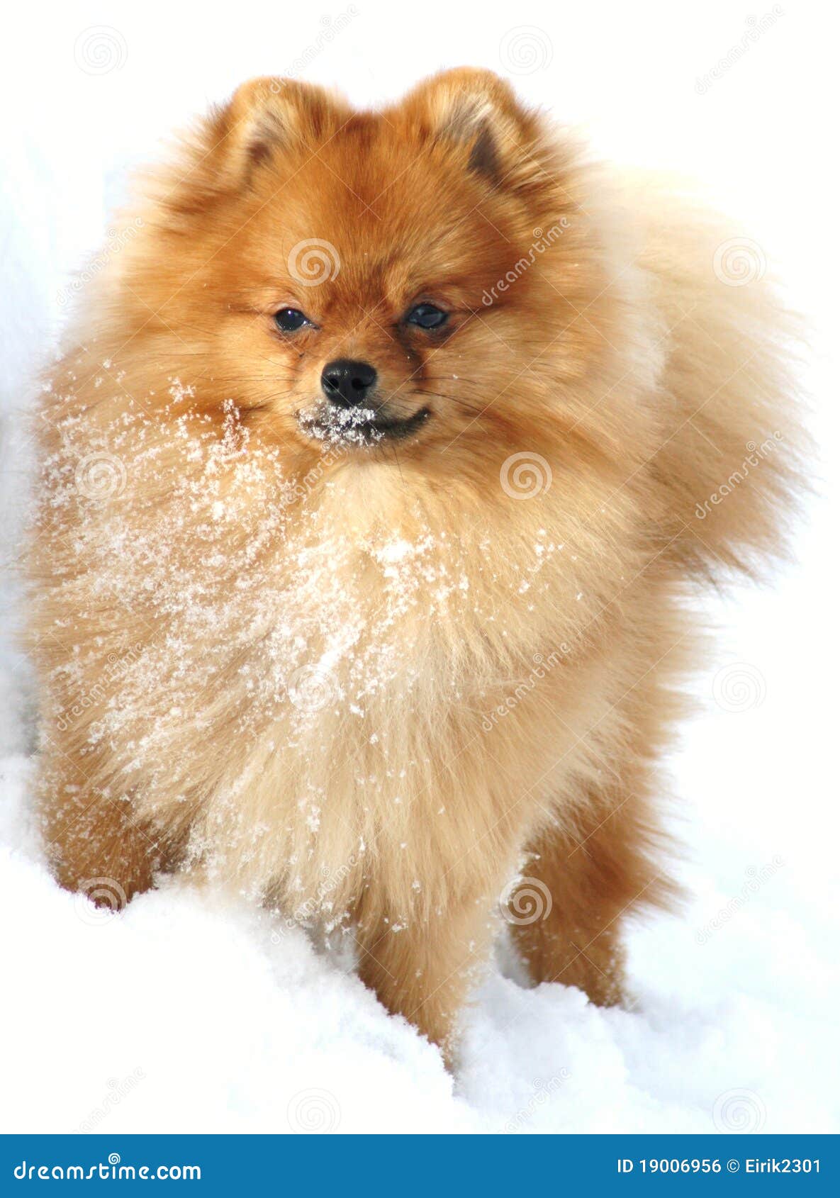 Pomeranian in winter stock photo. Image of animal, company 19006956