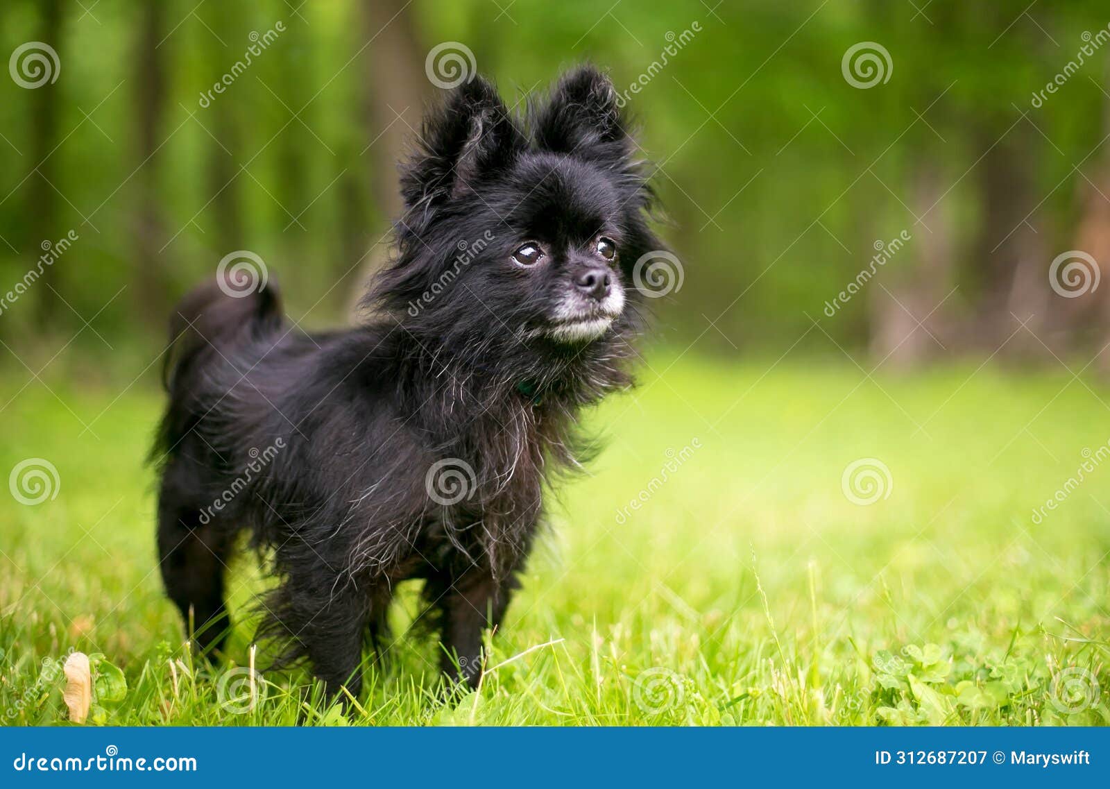a pomeranian x chihuahua or 