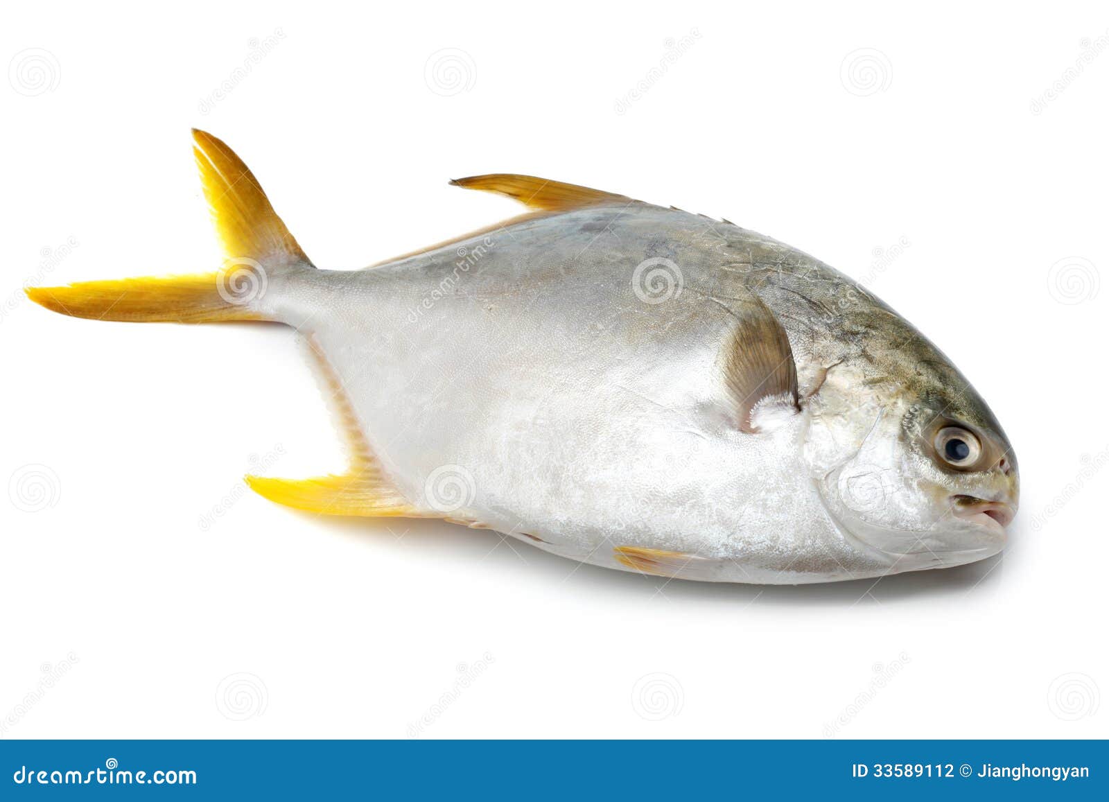 Pomfret stock photo. Image of gourmet, healthy, marine 33589112