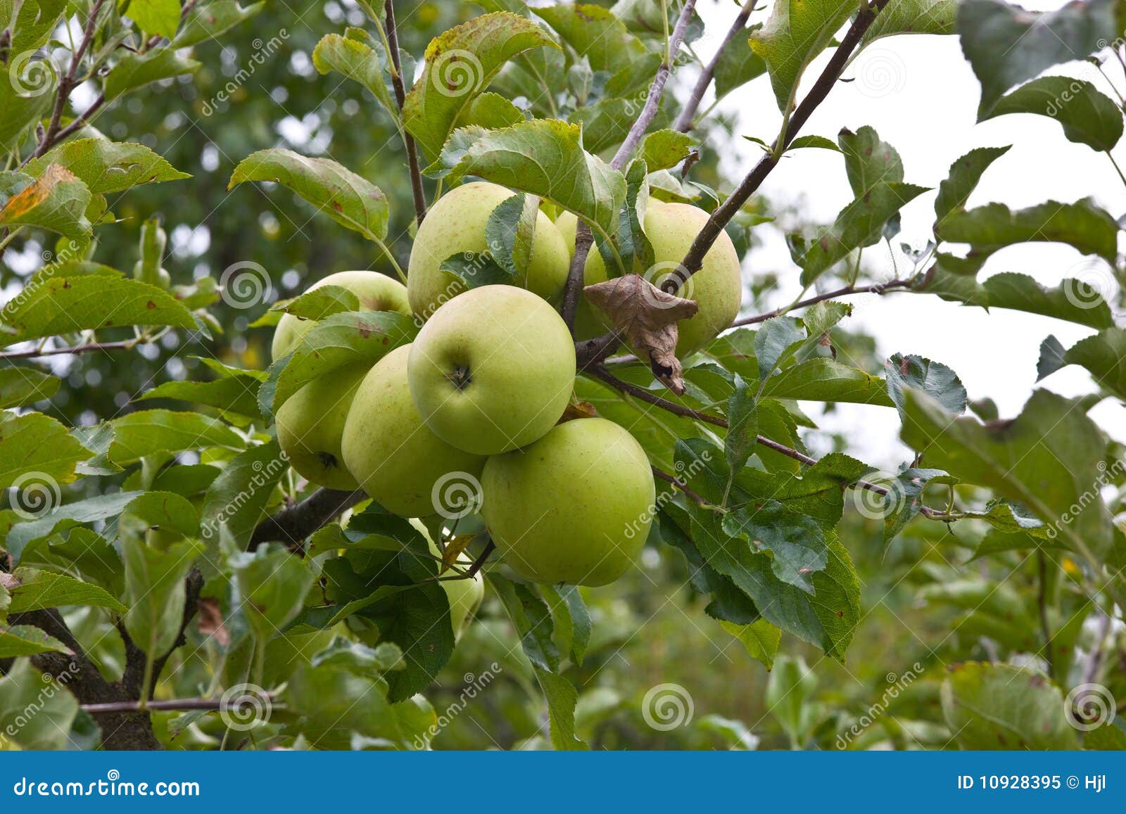 Branchement d'automne avec la pomme verte