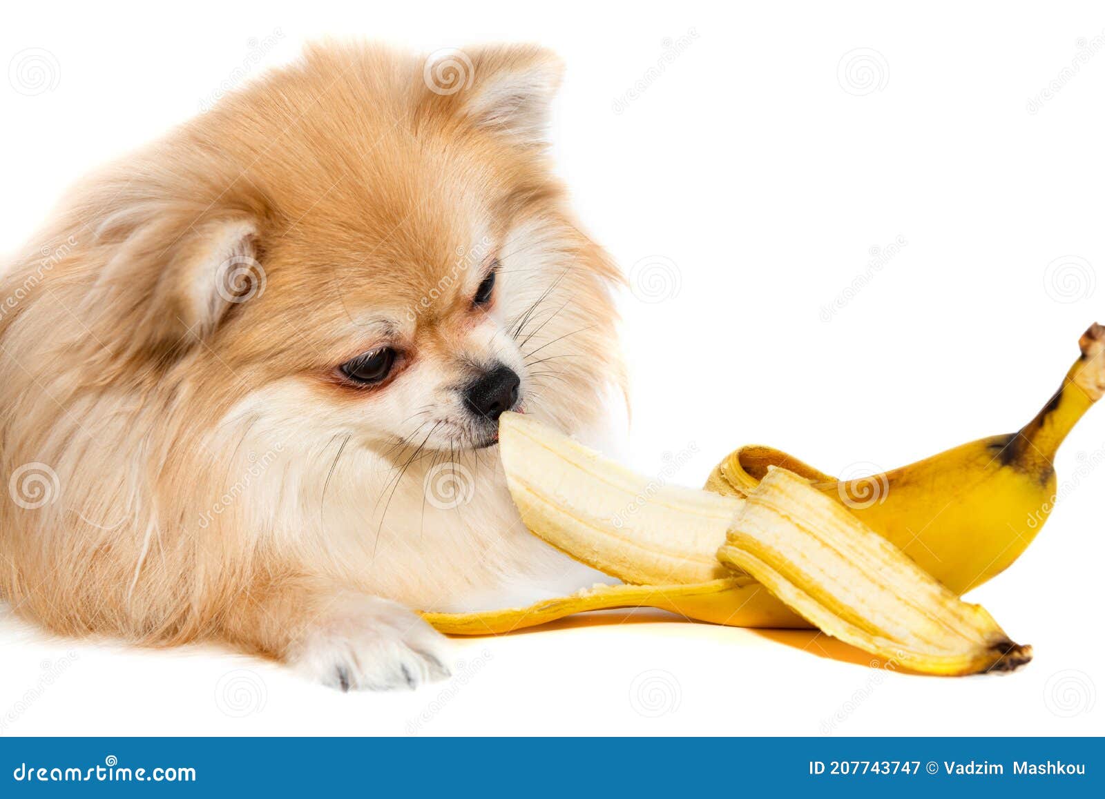 bag Far Mart Pommern äter En Banan. Hund Som äter Frukt Mot Vit Bakgrund. Isolera  Pommansk Elit Fotografering för Bildbyråer - Bild av isolera, banan:  207743747