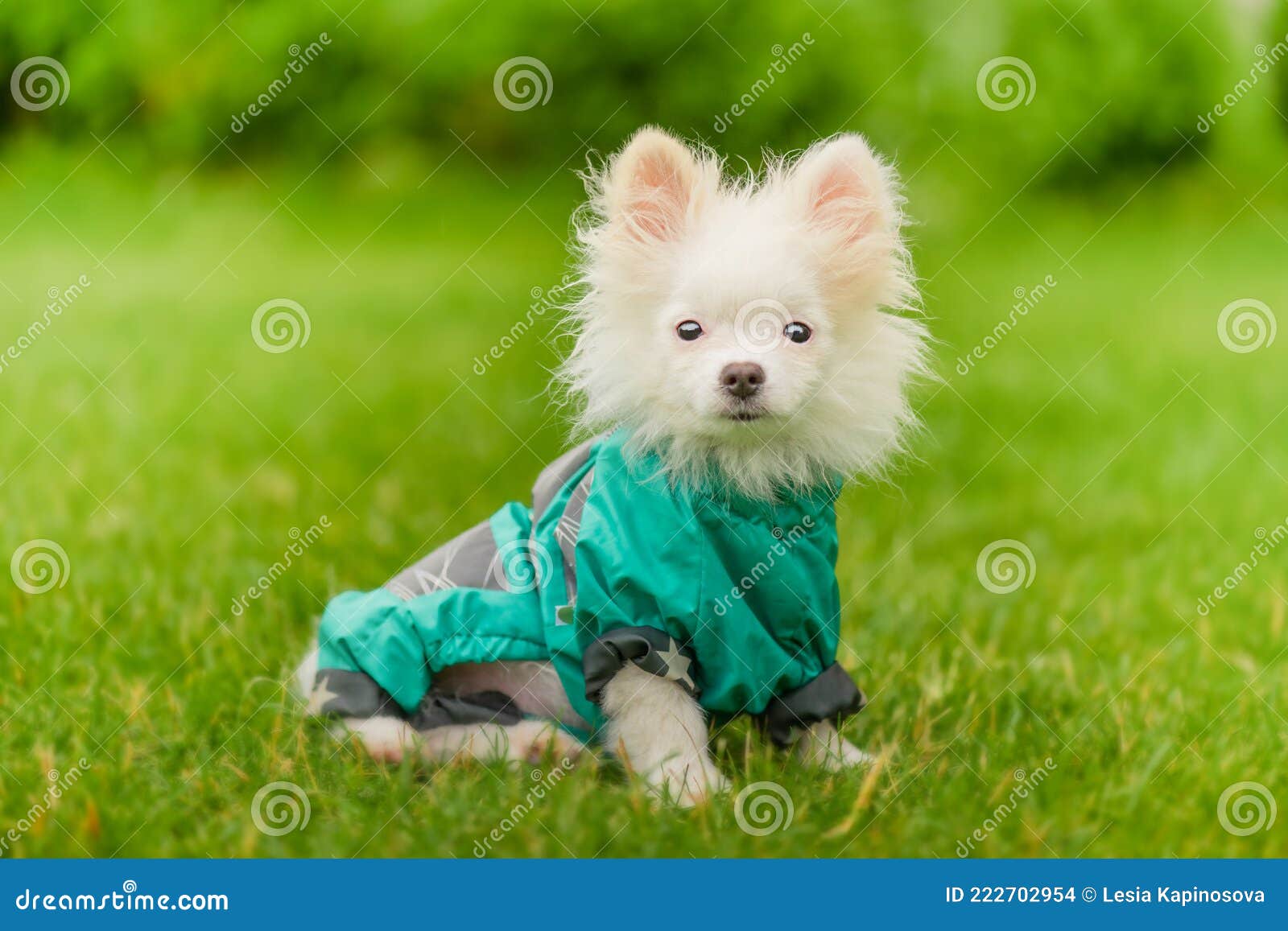 Pommerse Puppy Met Kleren. Hond in Een Groene Regenjas. Witteboe in Kleding Op Het Gras Foto - Image of portret, gras: 222702954