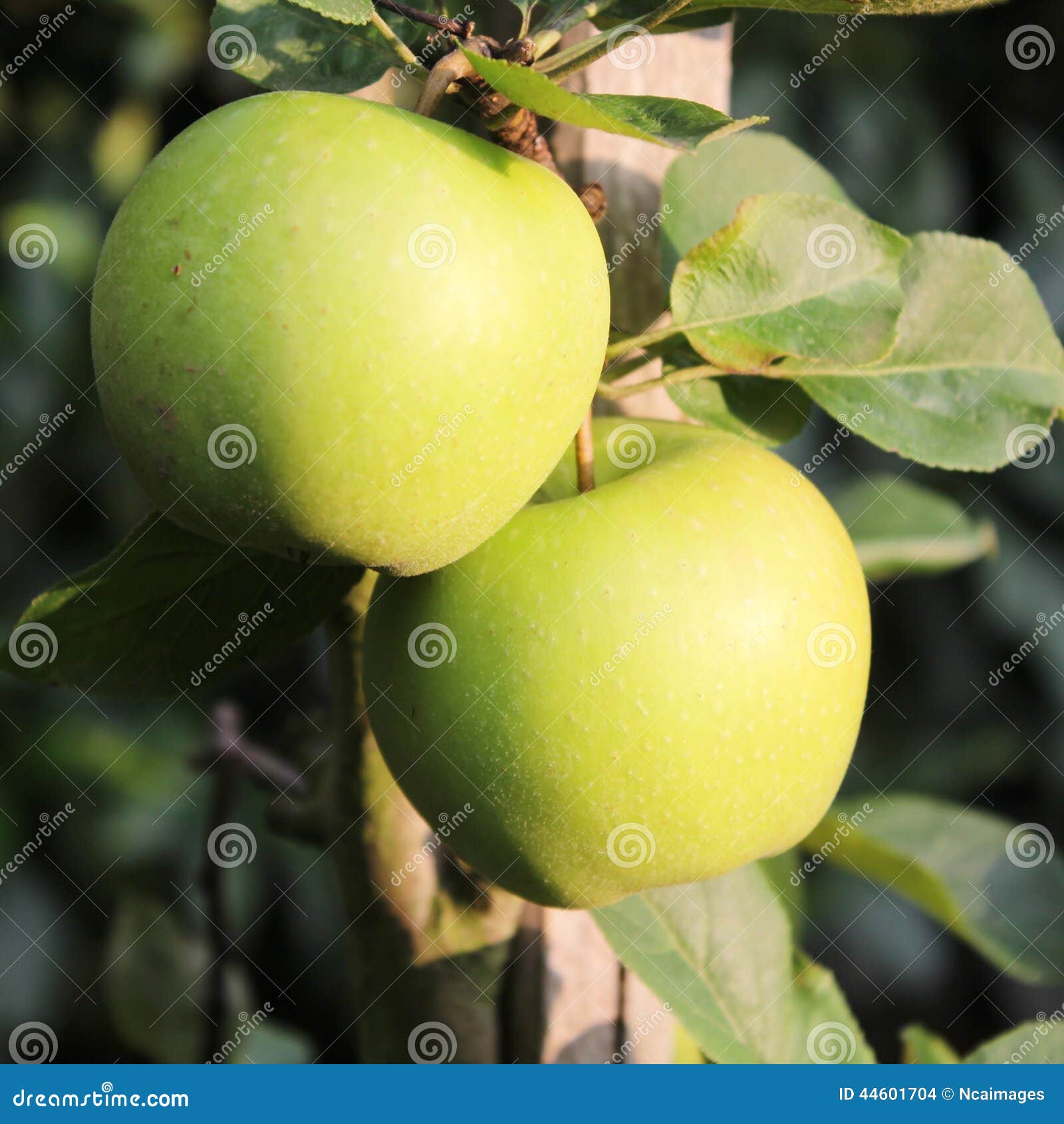 Deux pommes sur la branche à l'automn