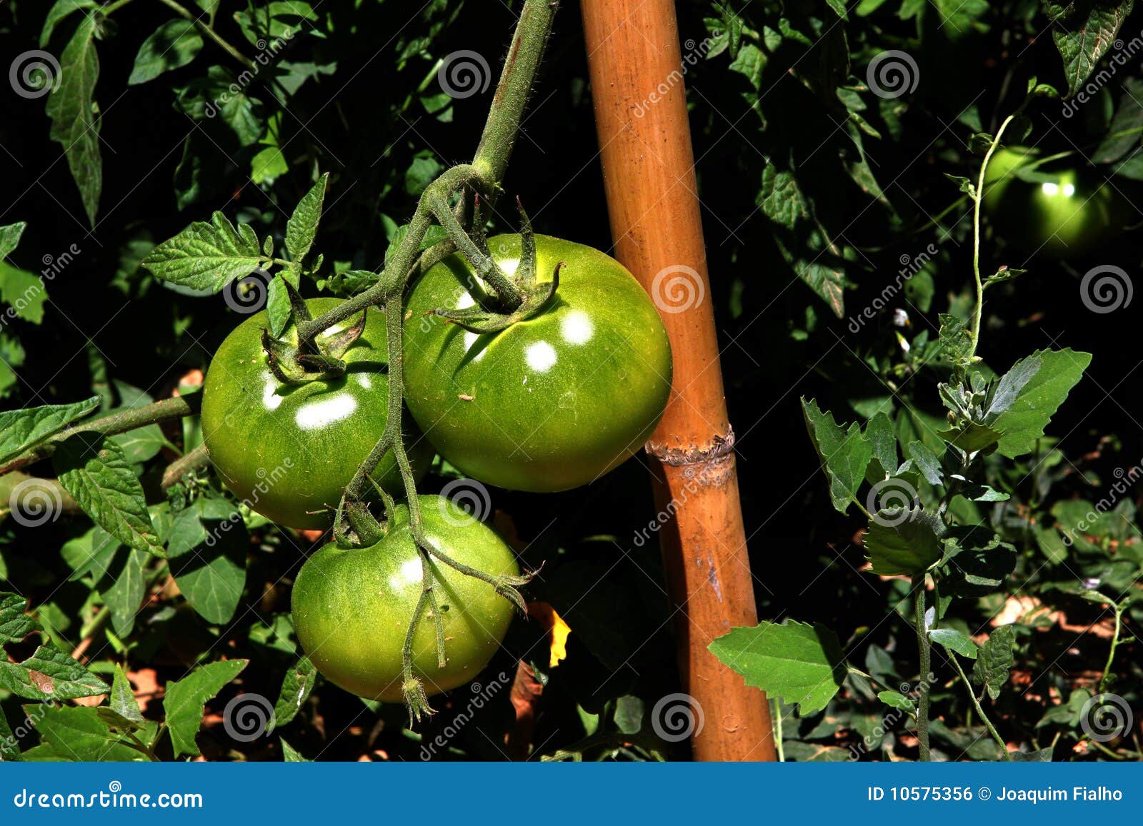 Pomodori verdi naturali nell'orto