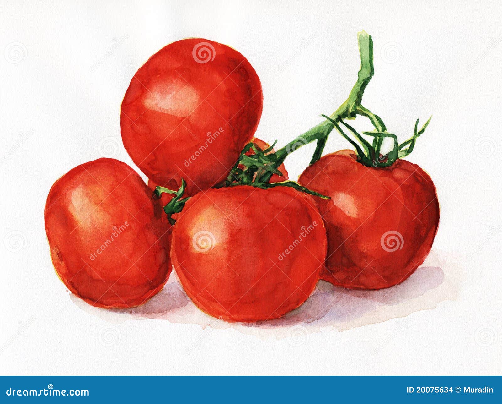 Pomodori dell acquerello Frutta affettato