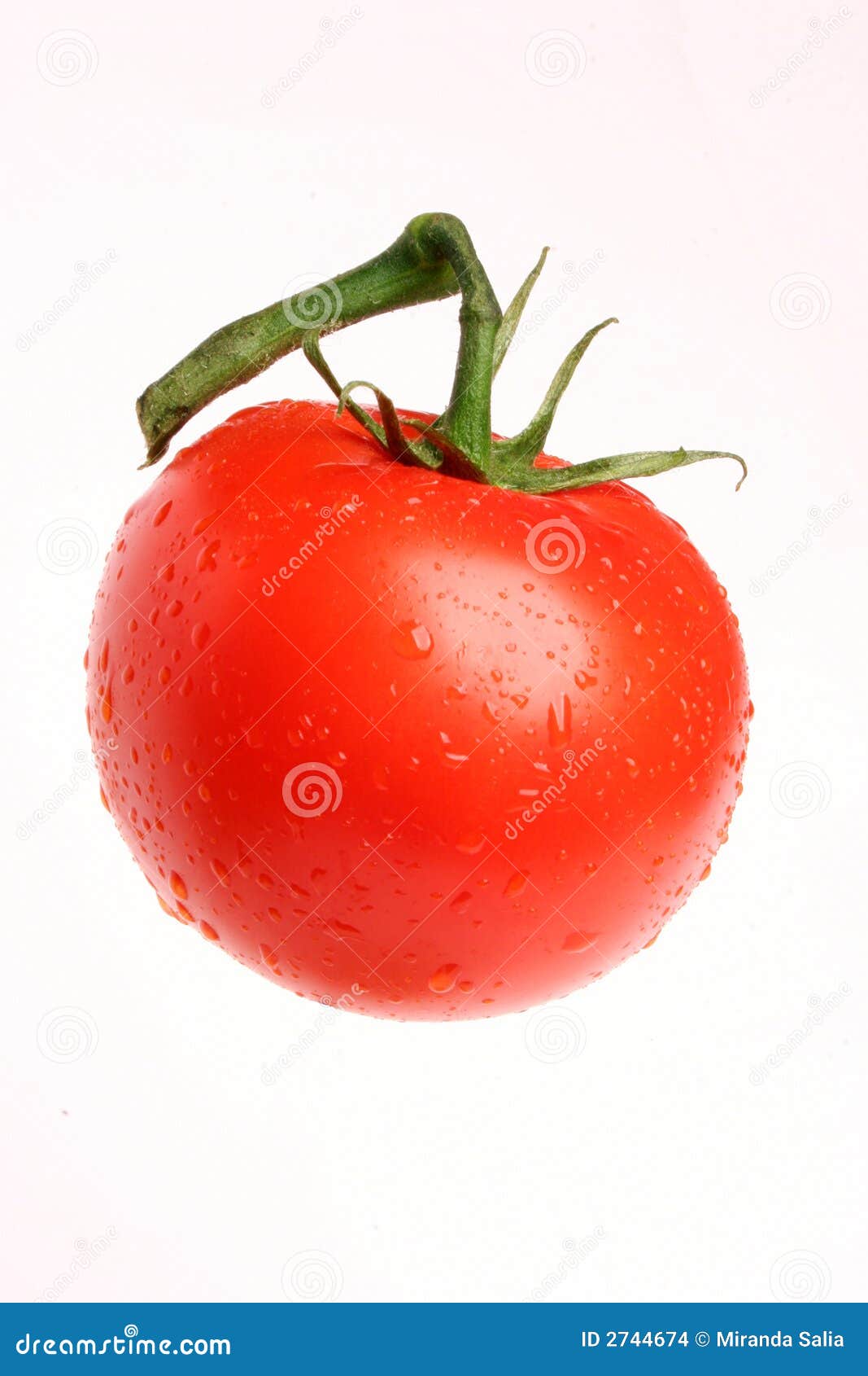 Pomodoro 01 Fotografia Stock Immagine Di Bagnato Bianco 2744674 pomodoro-01-fotografia-stock-immagine-di-bagnato-bianco-2744674