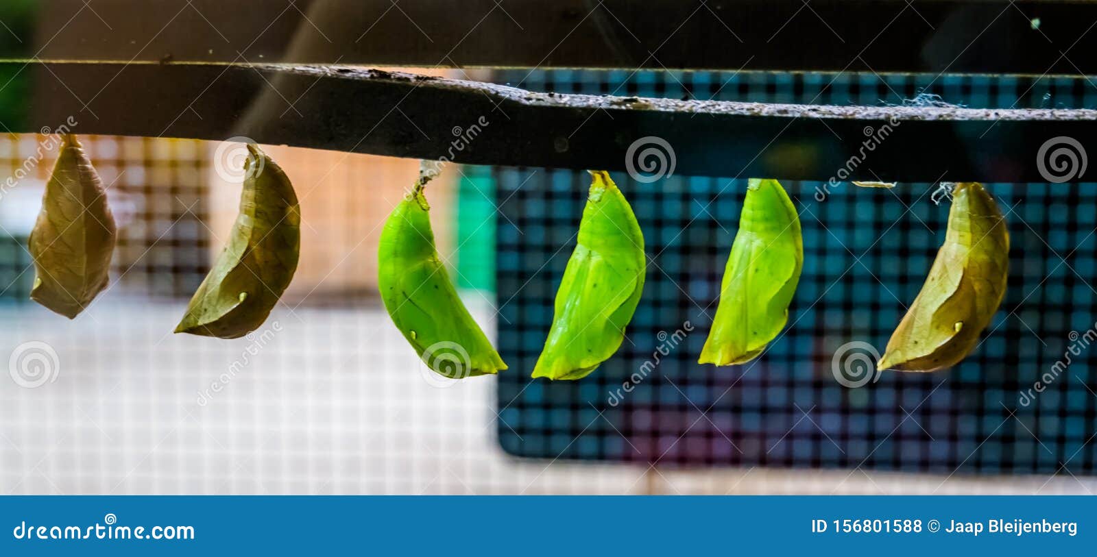 Pomos De Borboleta Verde Em Close-up, Espécie De Inseto Tropical, Larva Em  Metamorfismo, Entomocultura Foto de Stock - Imagem de casulos, casulo:  156801588