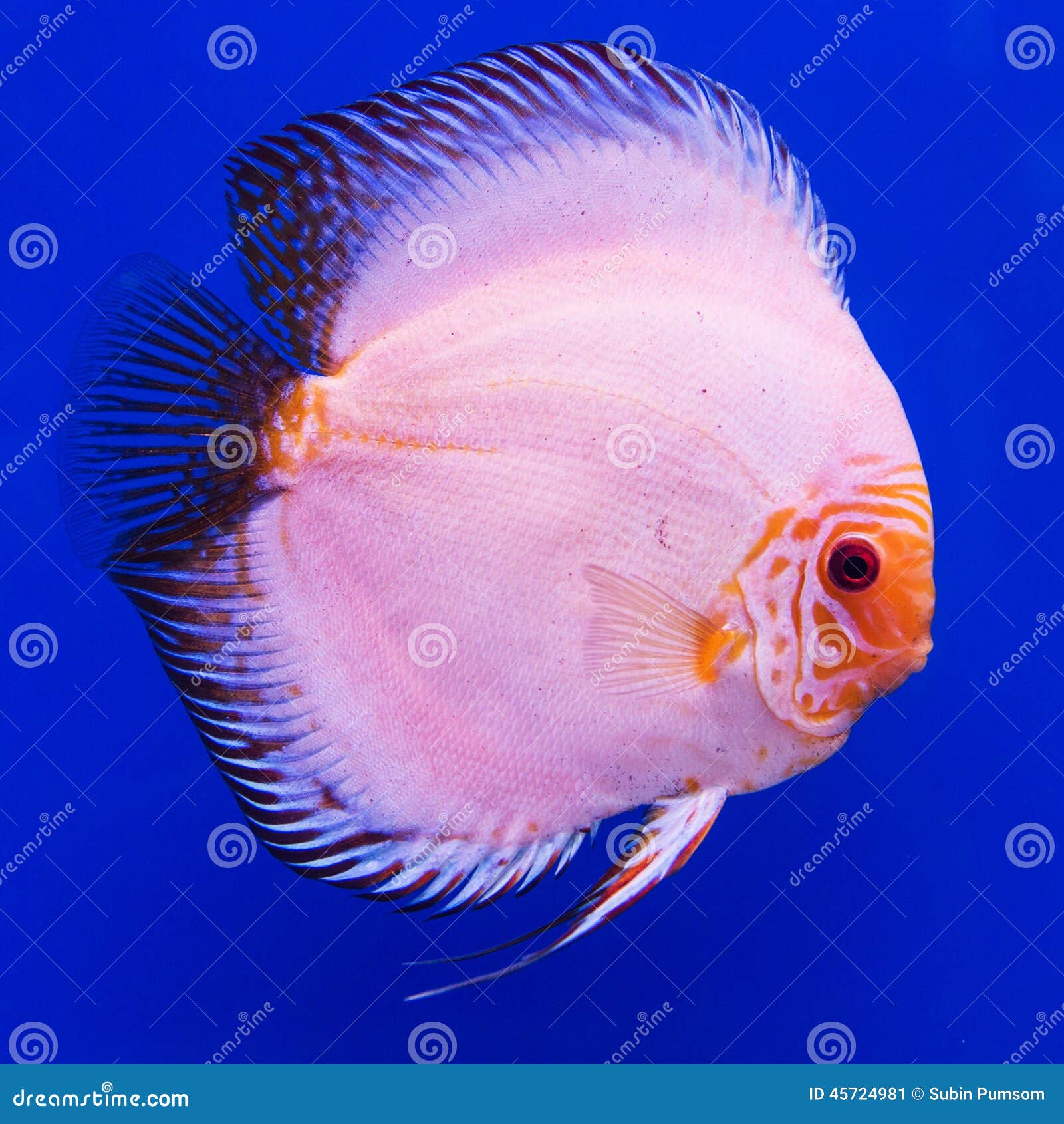 Pompadour (Discus) fish stock image. Image of nature 45724981