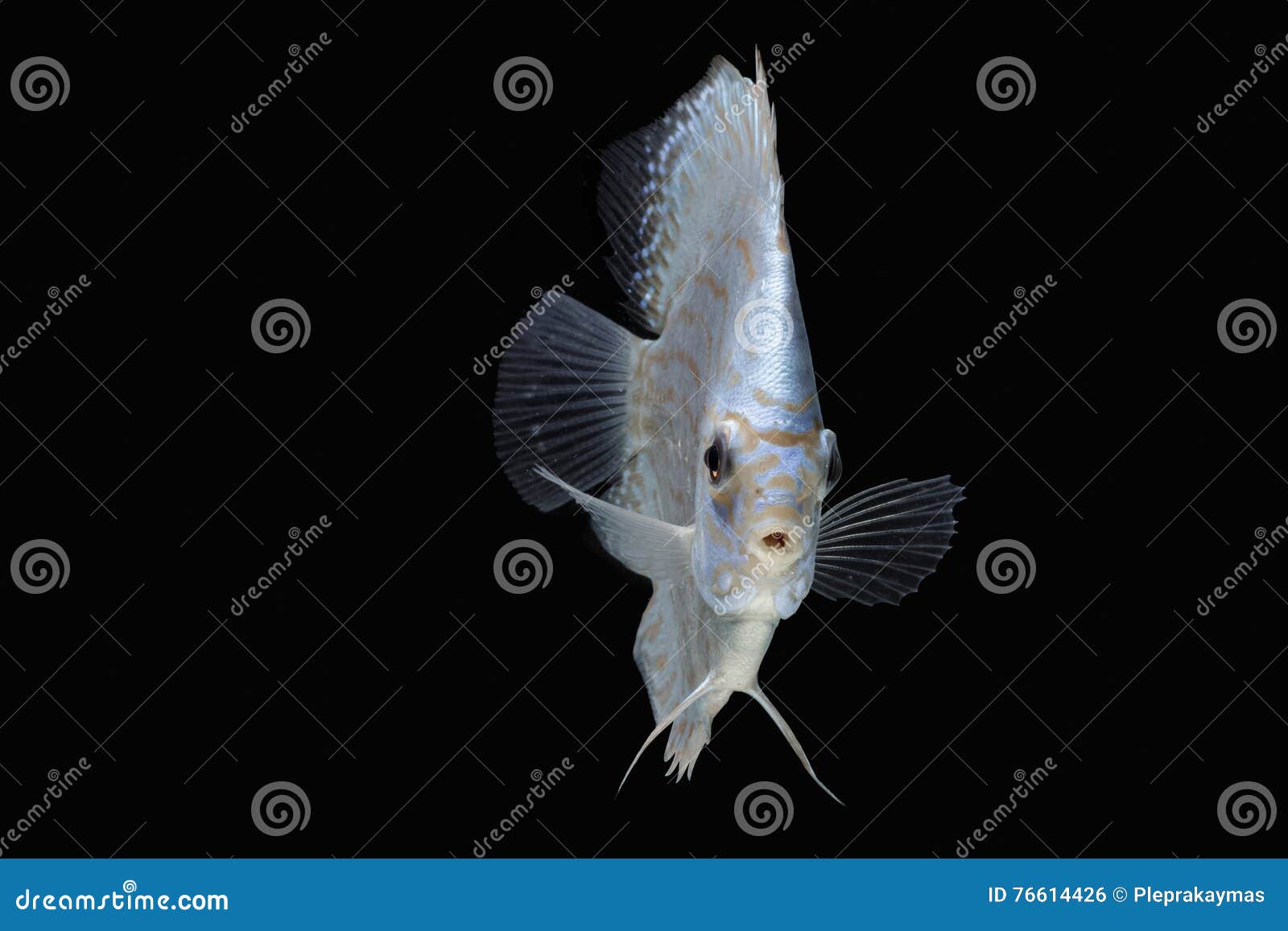 pompadour (discus) fish with copy space