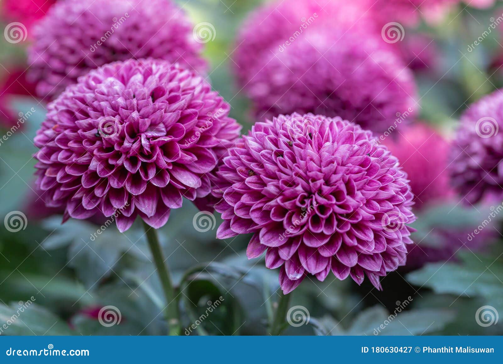 Pompom Chrysanthemums Flower In Garden At Sunny Summer Or Spring Day For Decoration And Agriculture Design Stock Image Image Of Detail Beautiful 180630427