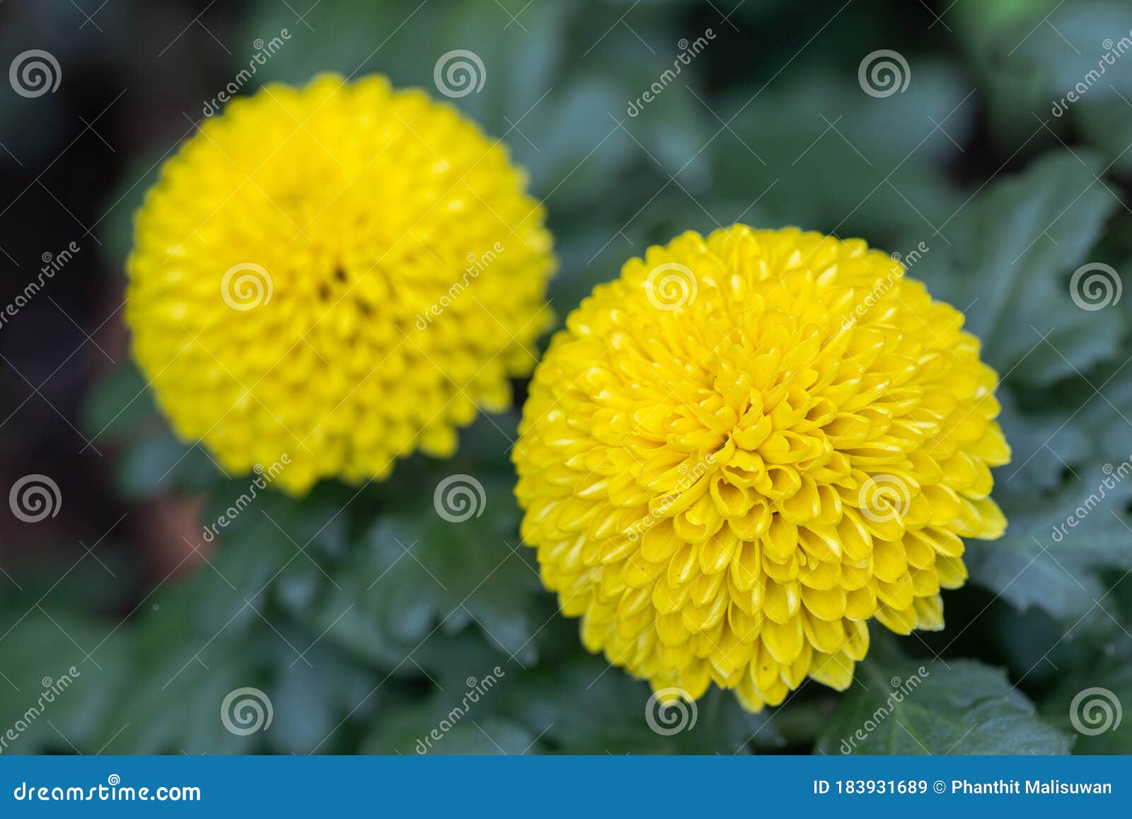 Pompom Chrysanthemums Flower In Garden At Sunny Summer Or Spring Day For Decoration Yellow Flower Stock Image Image Of Closeup Detail 183931689