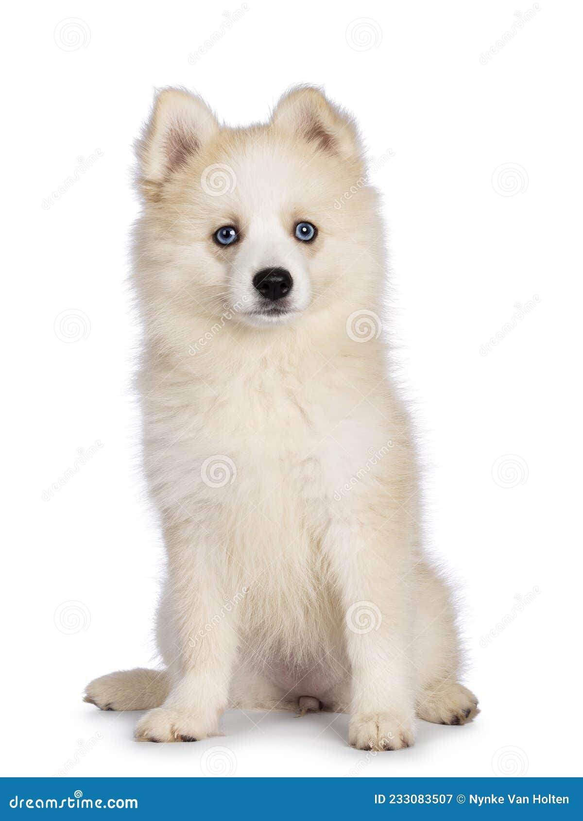 Pomsky Dog on White Background Stock Image - Image of front, friends:  233083507