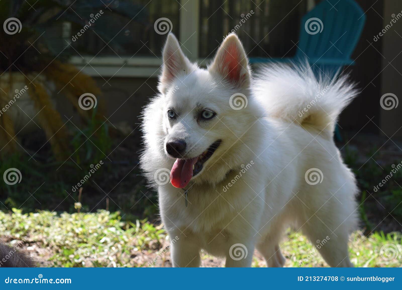 242 Pomeranian Husky Photos Free Royalty Free Stock Photos From Dreamstime