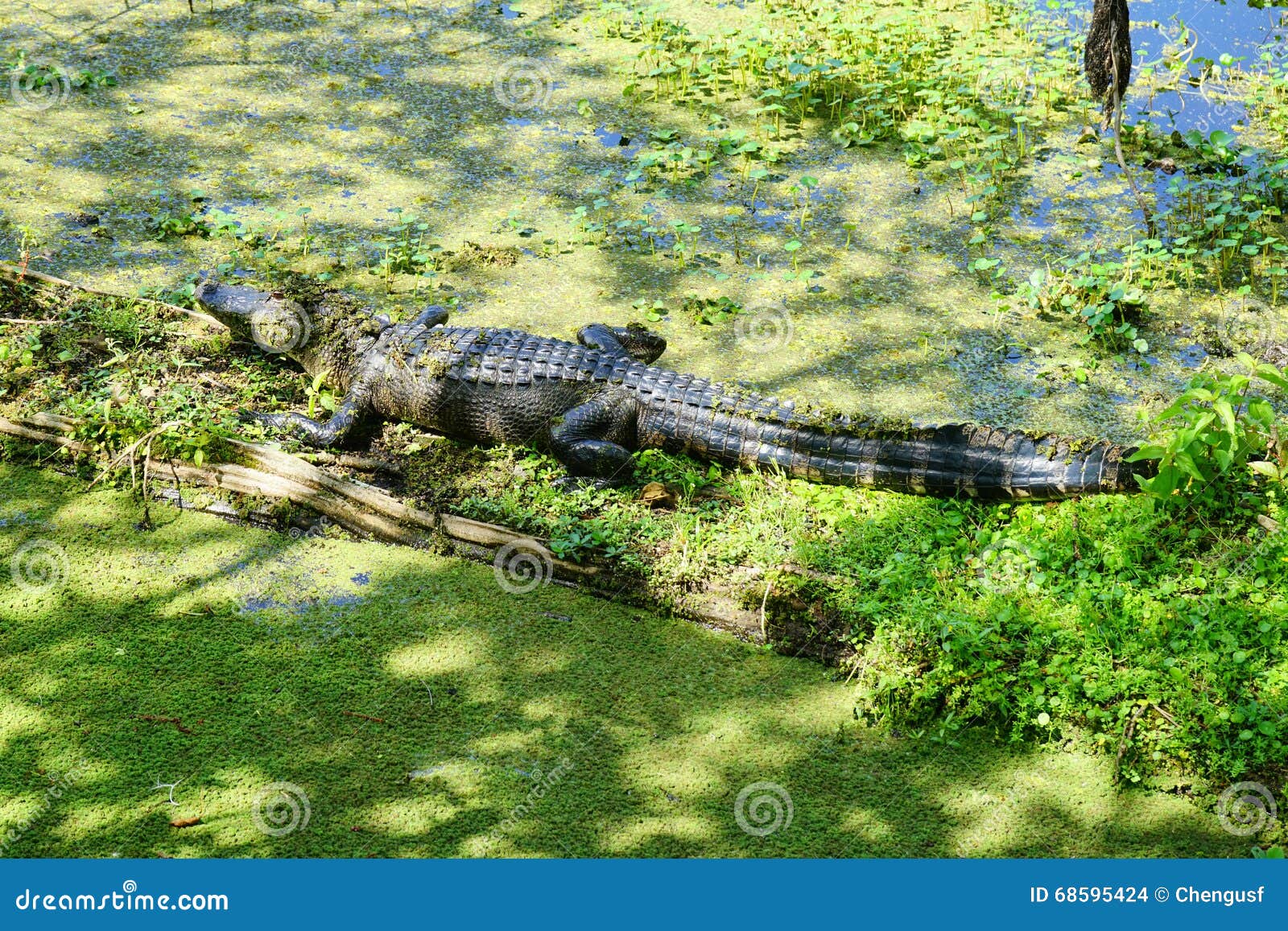 A pond with alligator stock photo. Image of animal, baby 68595424