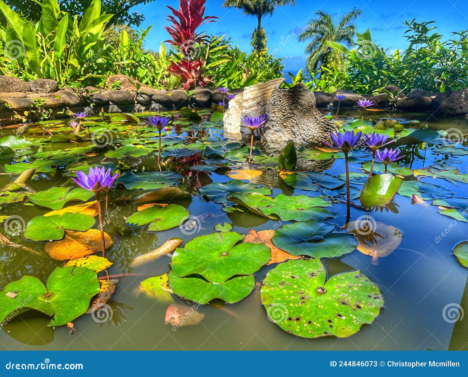 Pond in beautiful Maui stock image. Image of eden, pond 244846073