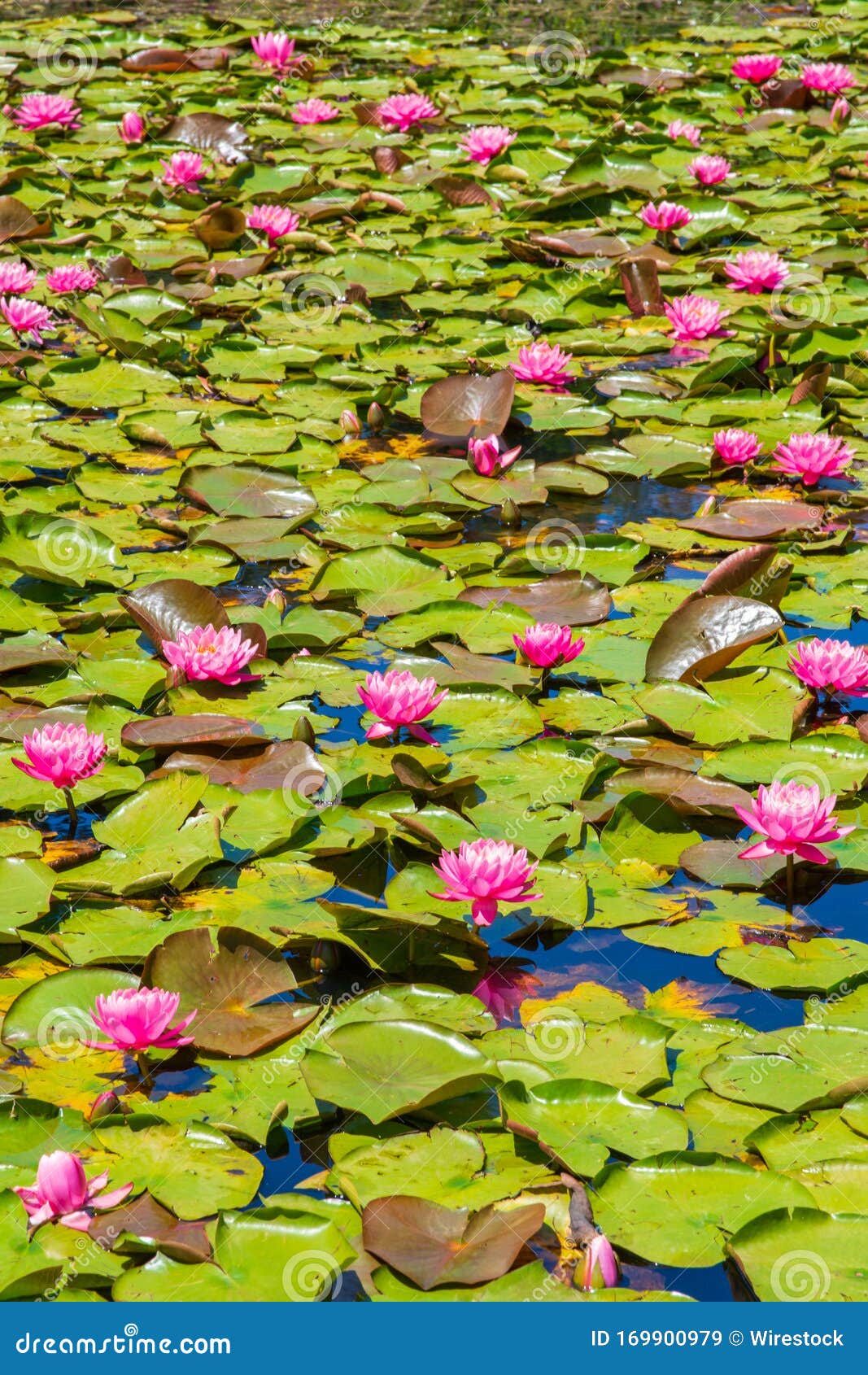 Wedge Pond Wallpaper 4K Canada Clear sky Reflection 5920