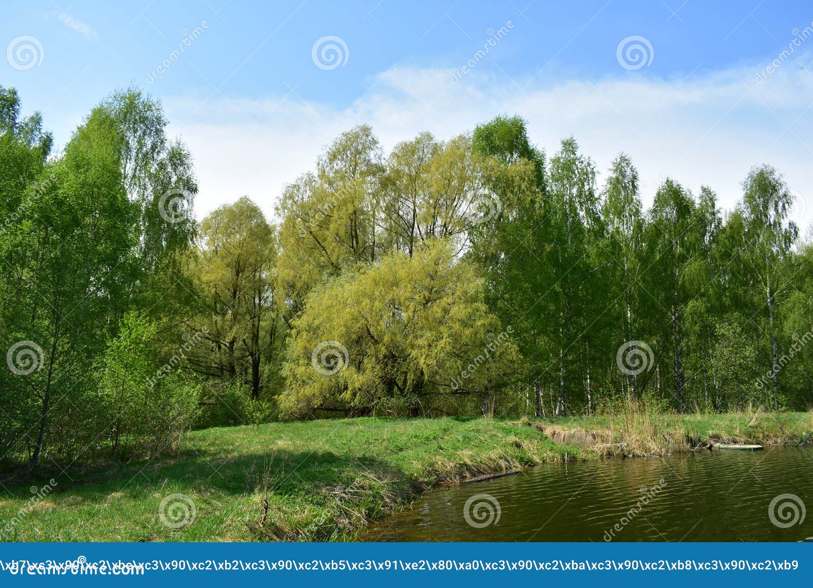 A Pond in a Birch Grove. Deciduous Forest Area. Green Grass Stock Photo