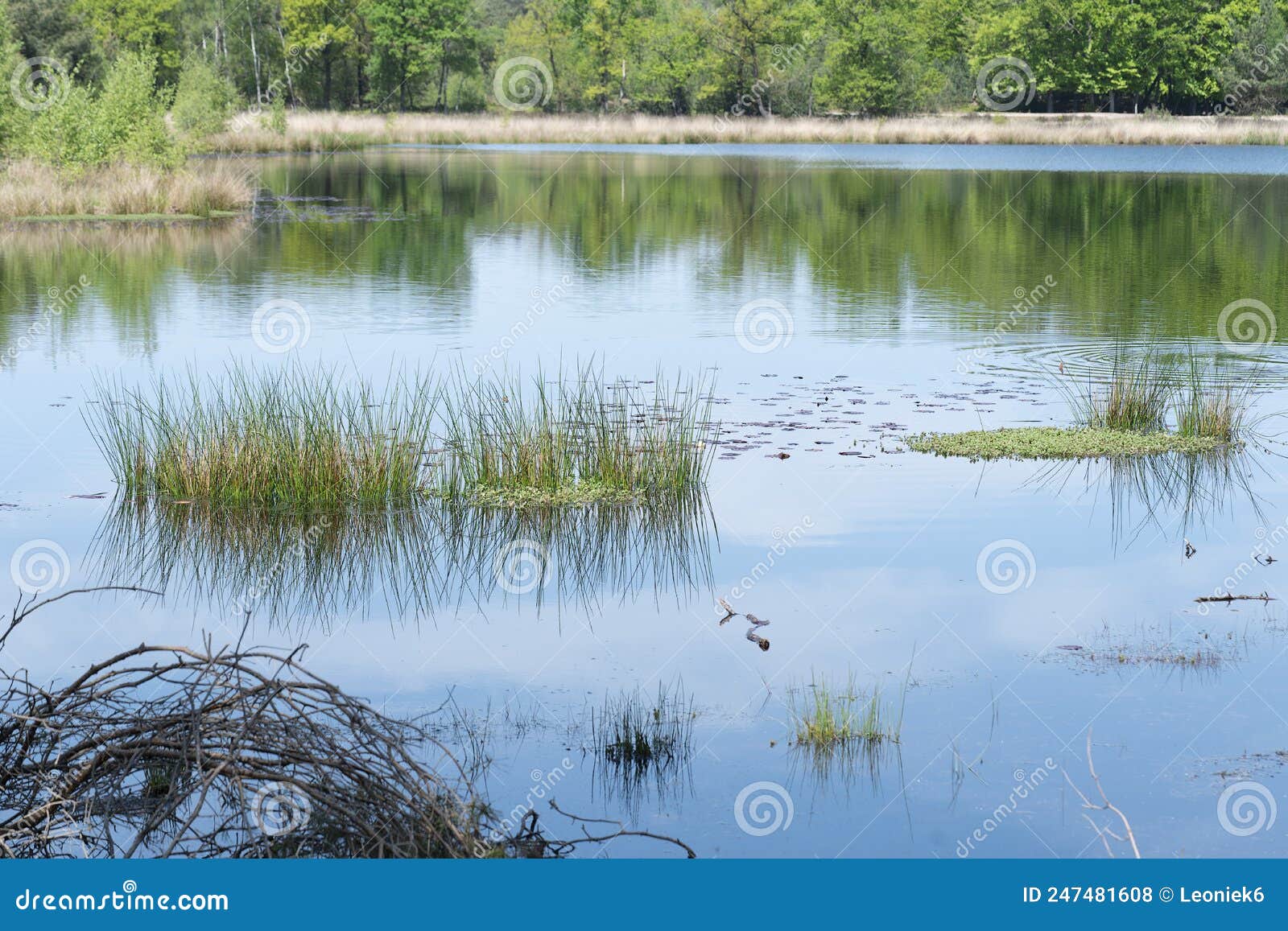 a pond with clumps of soft rush and reedgrass, reflecting sky is blue with some clouds in the sky, at kampinase heide boxtel the