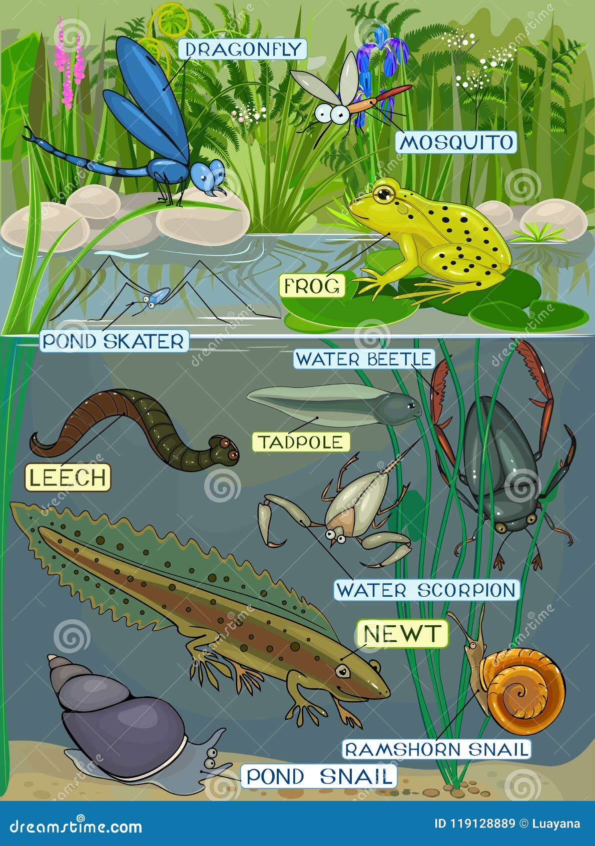Different Pond Inhabitants with Title Stock Vector - Illustration of ...