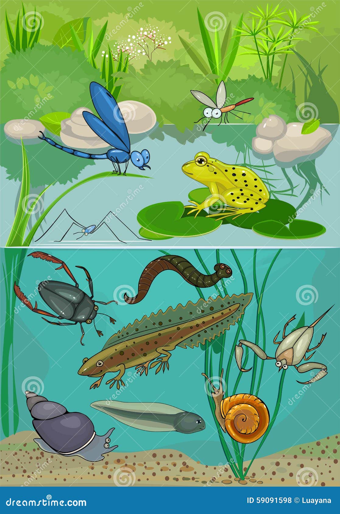 200+ Drawing Of The Pond Ecosystem Stock Photos, Pictures & Royalty-Free  Images - iStock