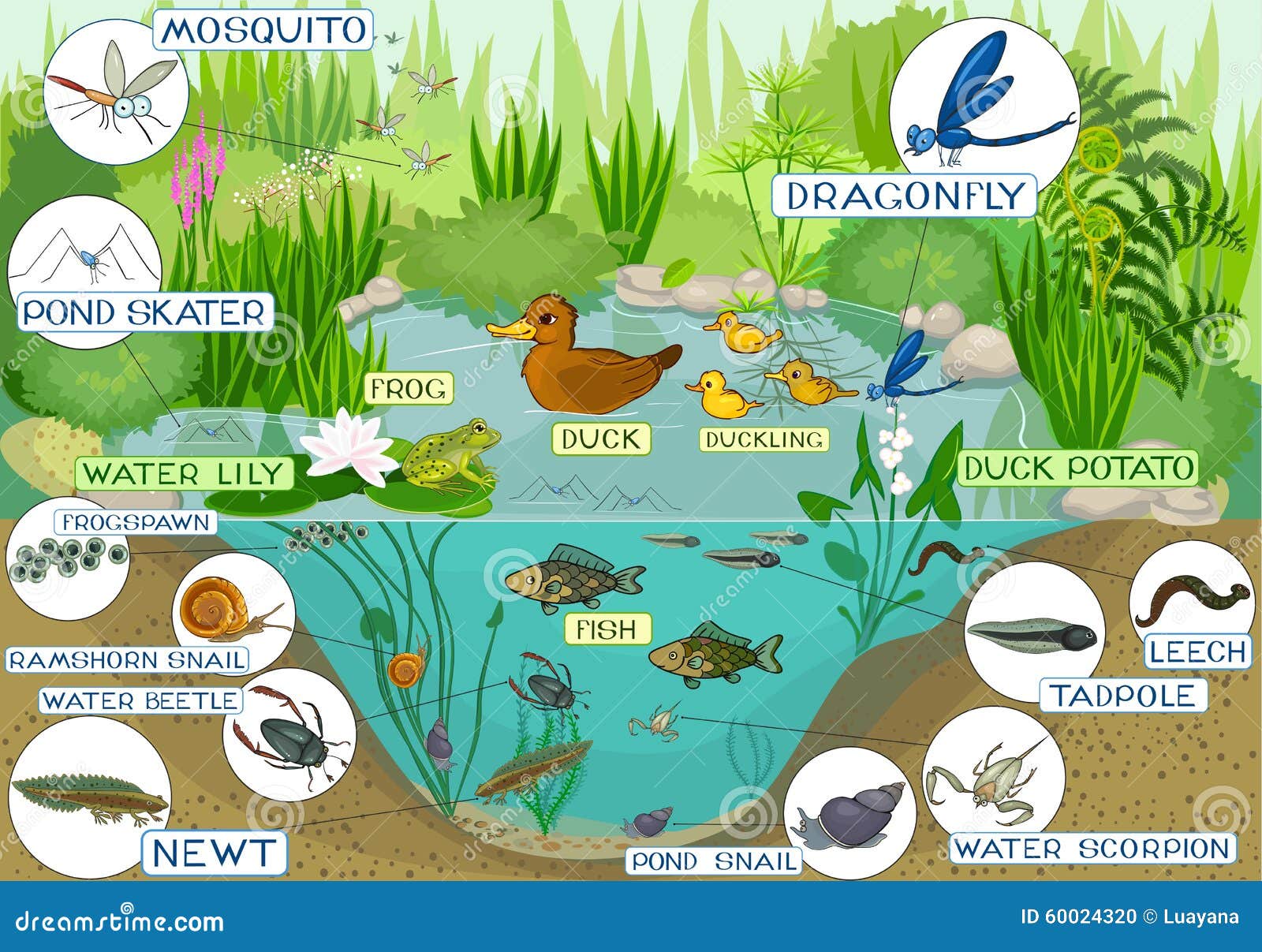 At the pond stock vector. Illustration of amphibious 60024320