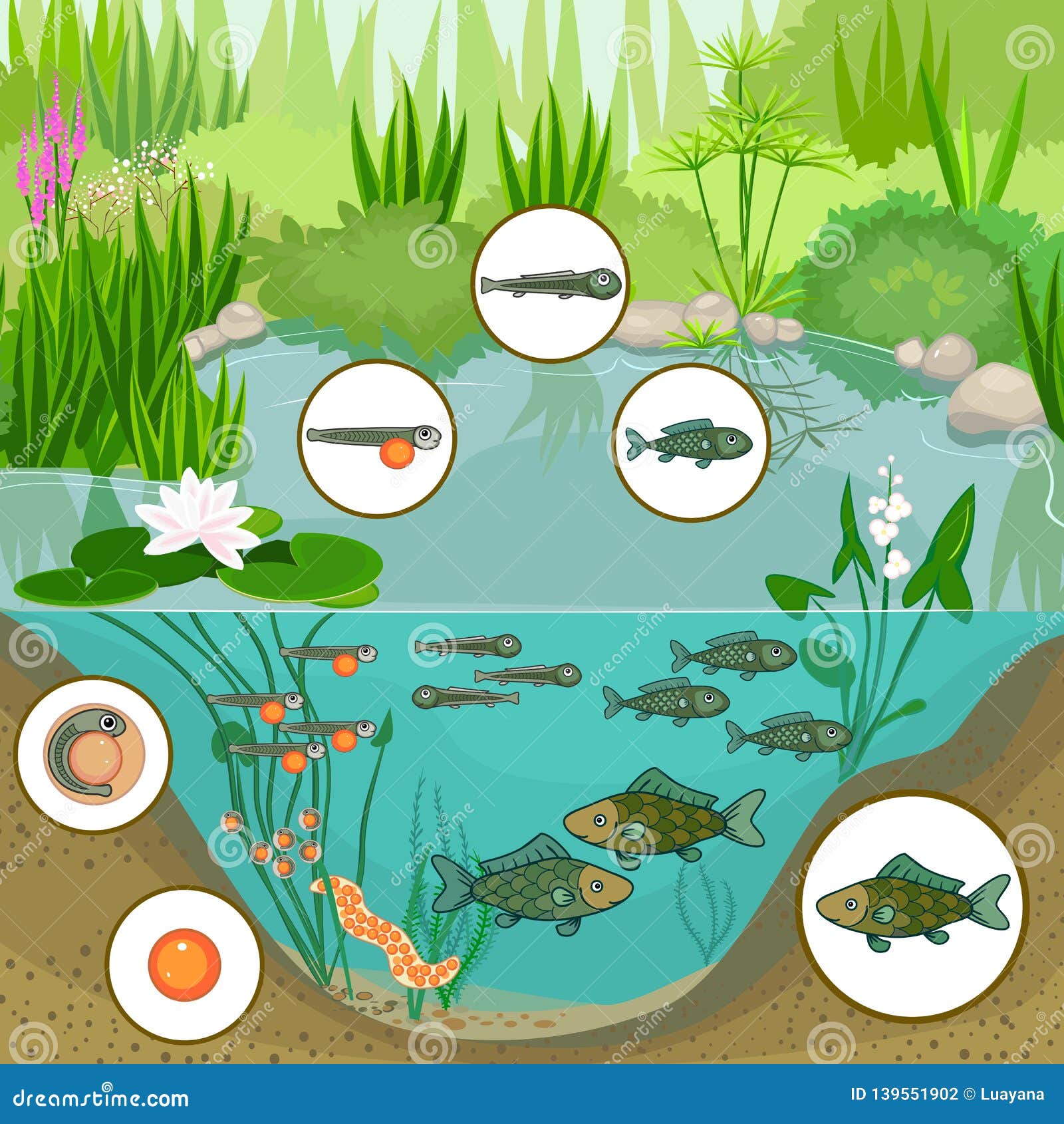 Starfall Education Free Resources | Ecosystems, Pond, Pond drawing