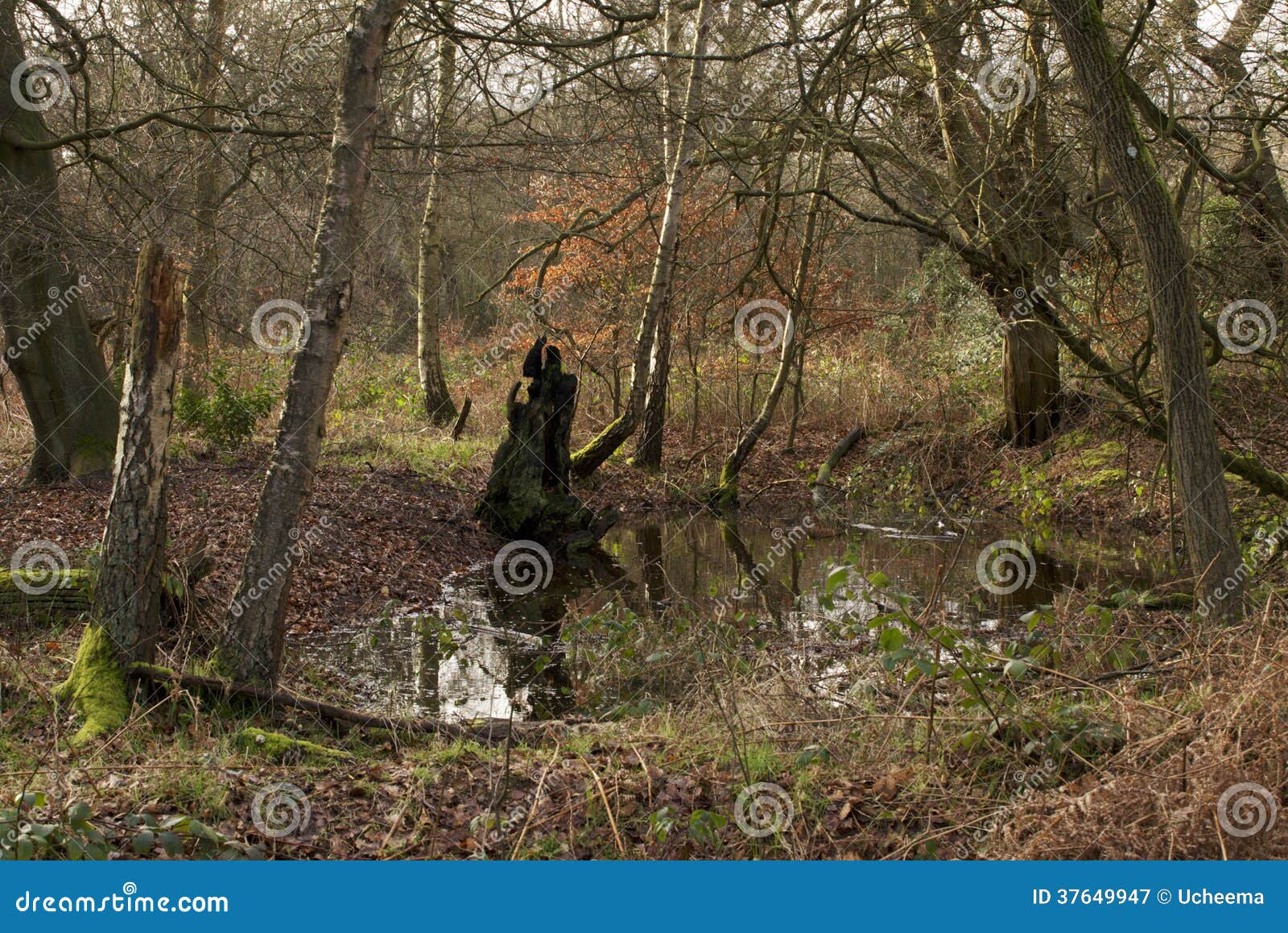 Pond in Epping forest stock image. Image of tranquil 37649947