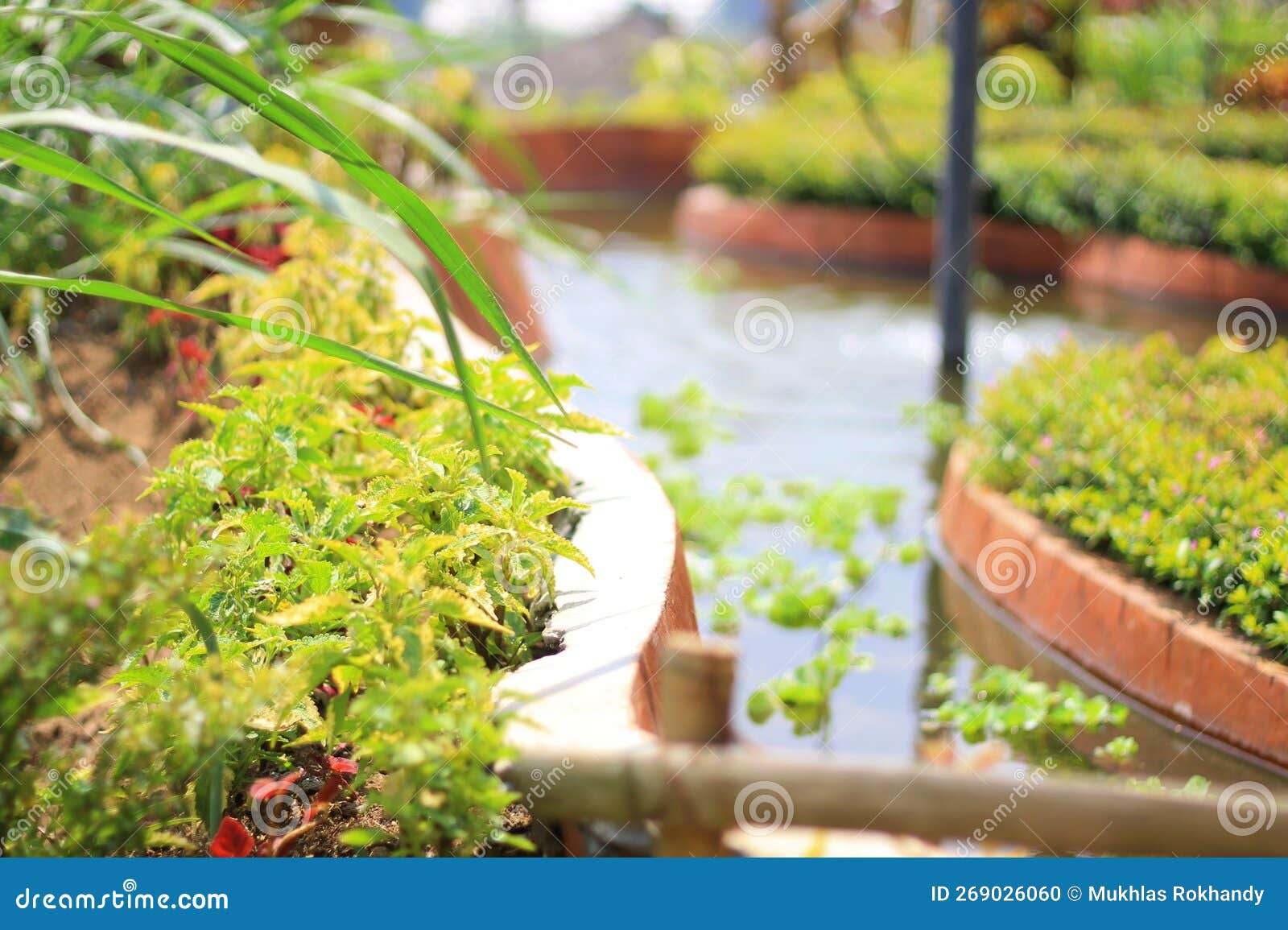 Pond Fish and Plants beside the Pond Stock Photo Image of plants