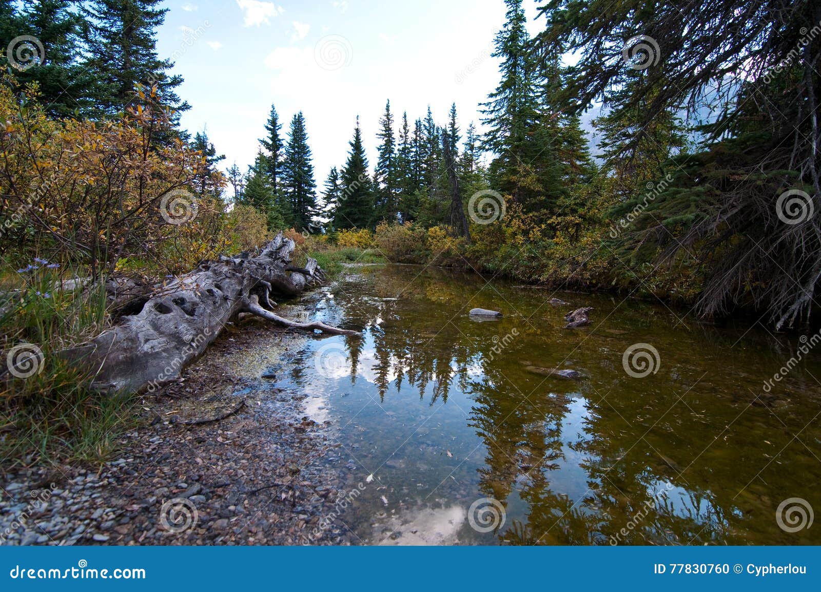 Pond in the forest stock photo. Image of background, alberta 77830760