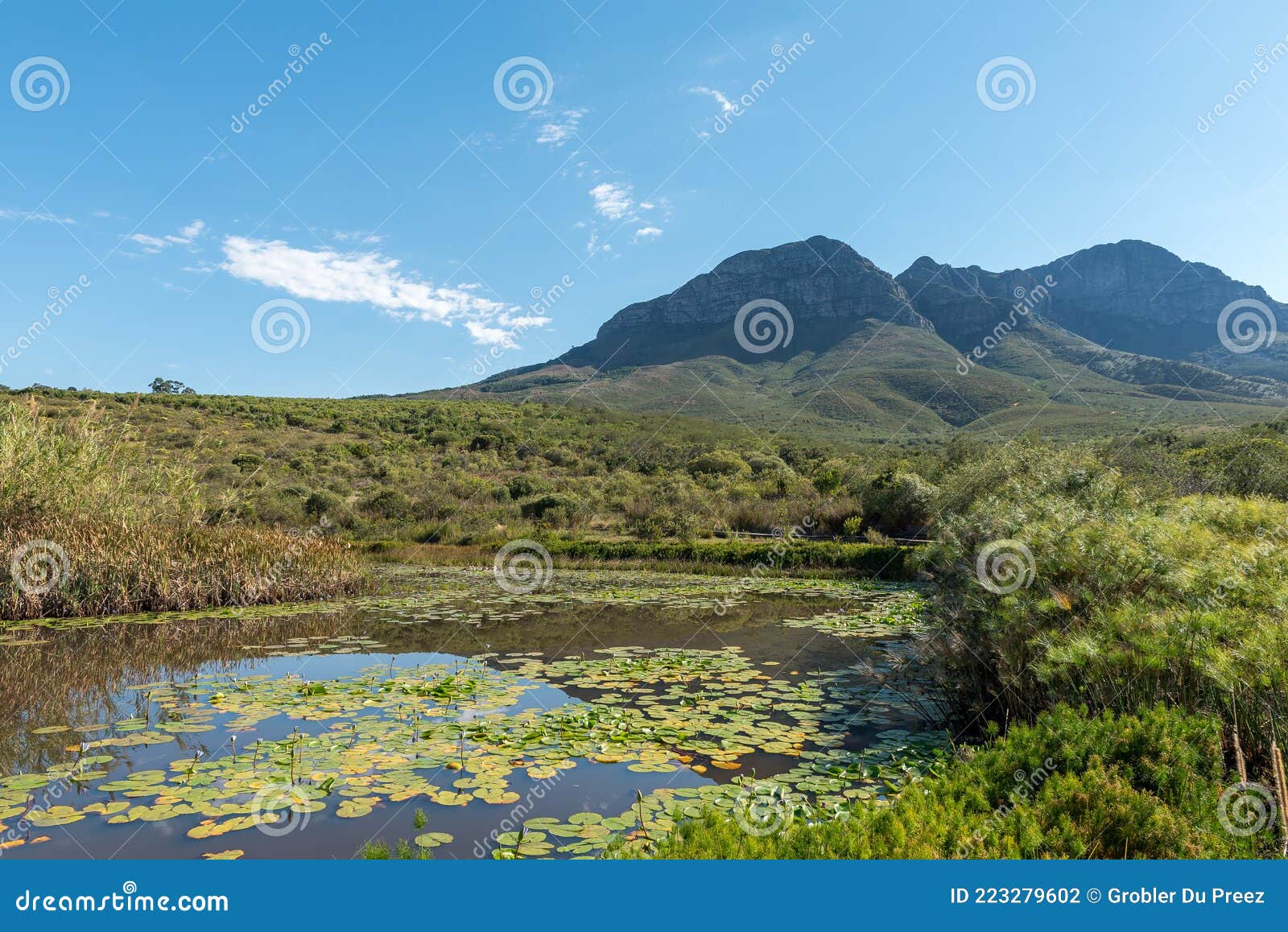 Pond in the Helderberg Nature Reserve Stock Photo - Image of tourism ...