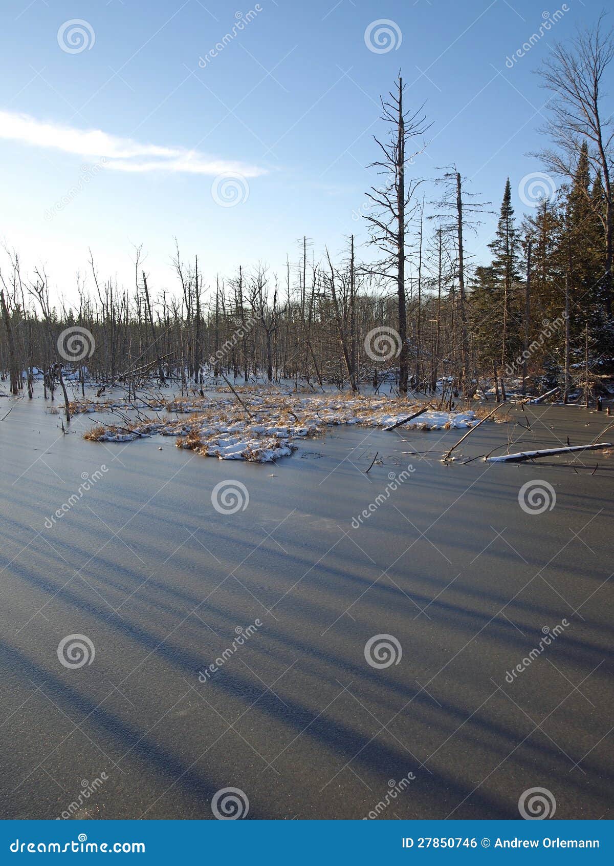 Pond Ice stock photo. Image of cold, outdoor, animal 27850746