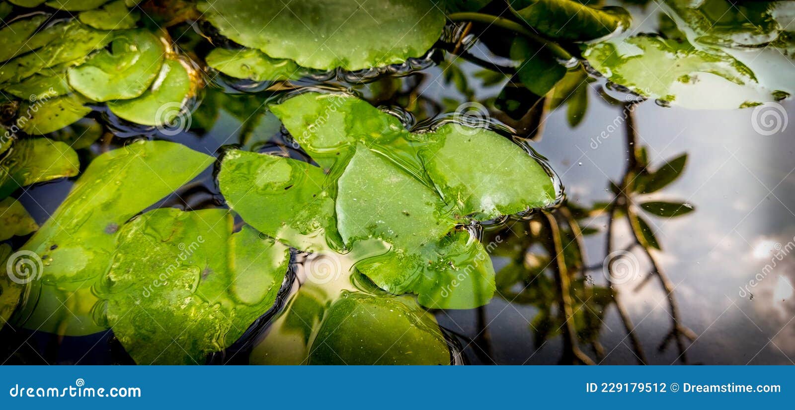 Pond, Lotus Flower, Fish Pond, Flower Pond, Balinese Pool Stock Photo Image of pool, fish