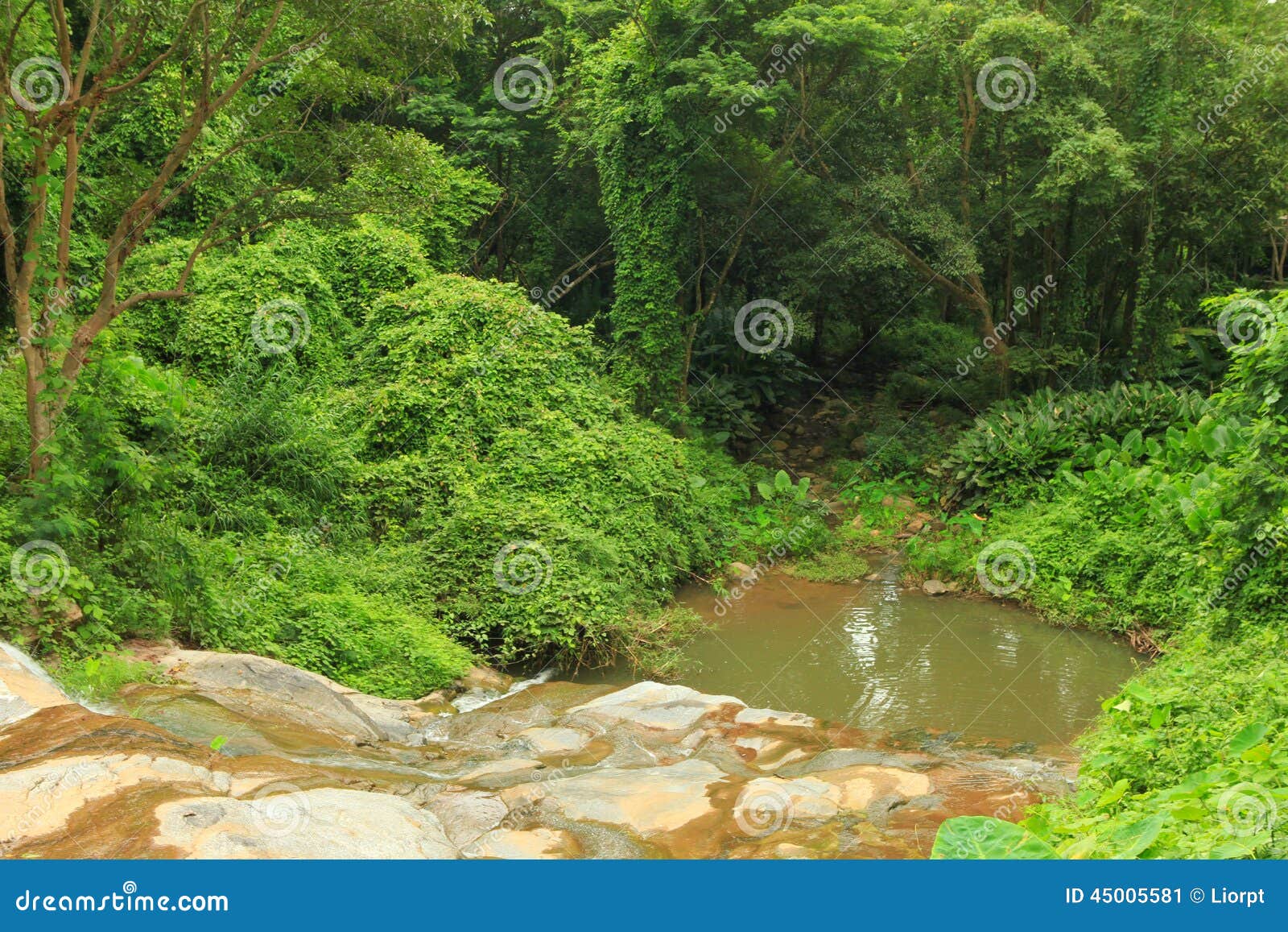 Pond in the Middle of a Jungle Forest Editorial Photo Image of
