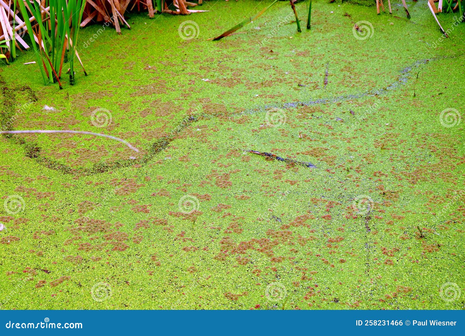 Pond Moss Weed Growing Bright Green Stock Photo Image of pond, green