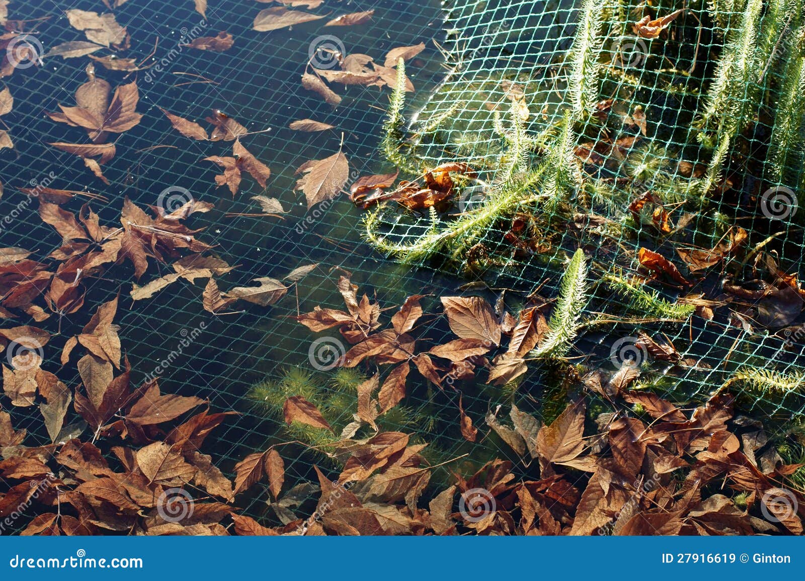 Pond net stock image. Image of plant, daylight, mustiness 27916619