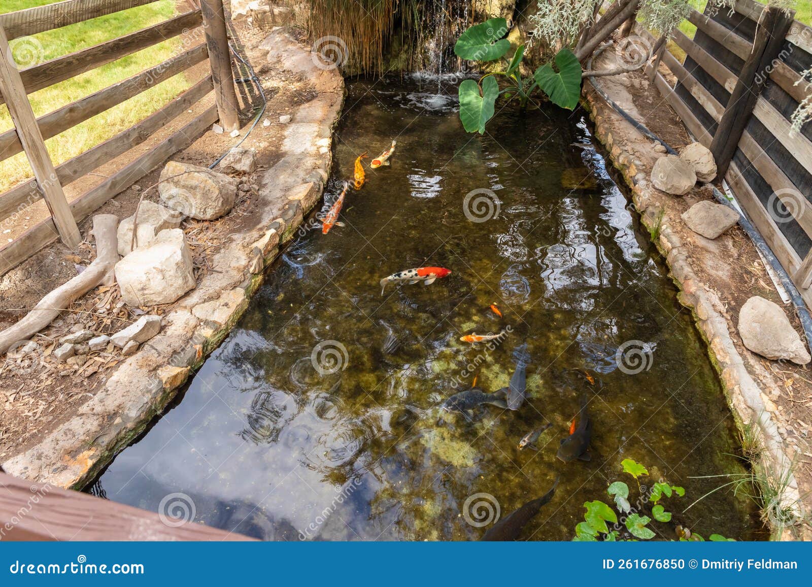 pond  with ornamental fish in gan guru kangaroo park in kibutz nir david in the north of israel