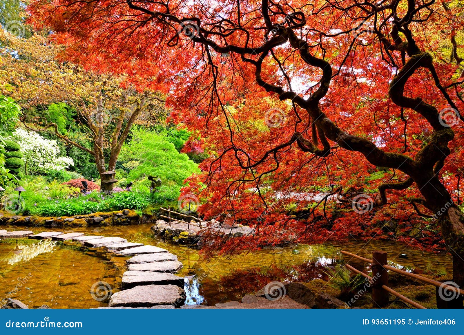 pond with overhanging red japanese maples during springtime