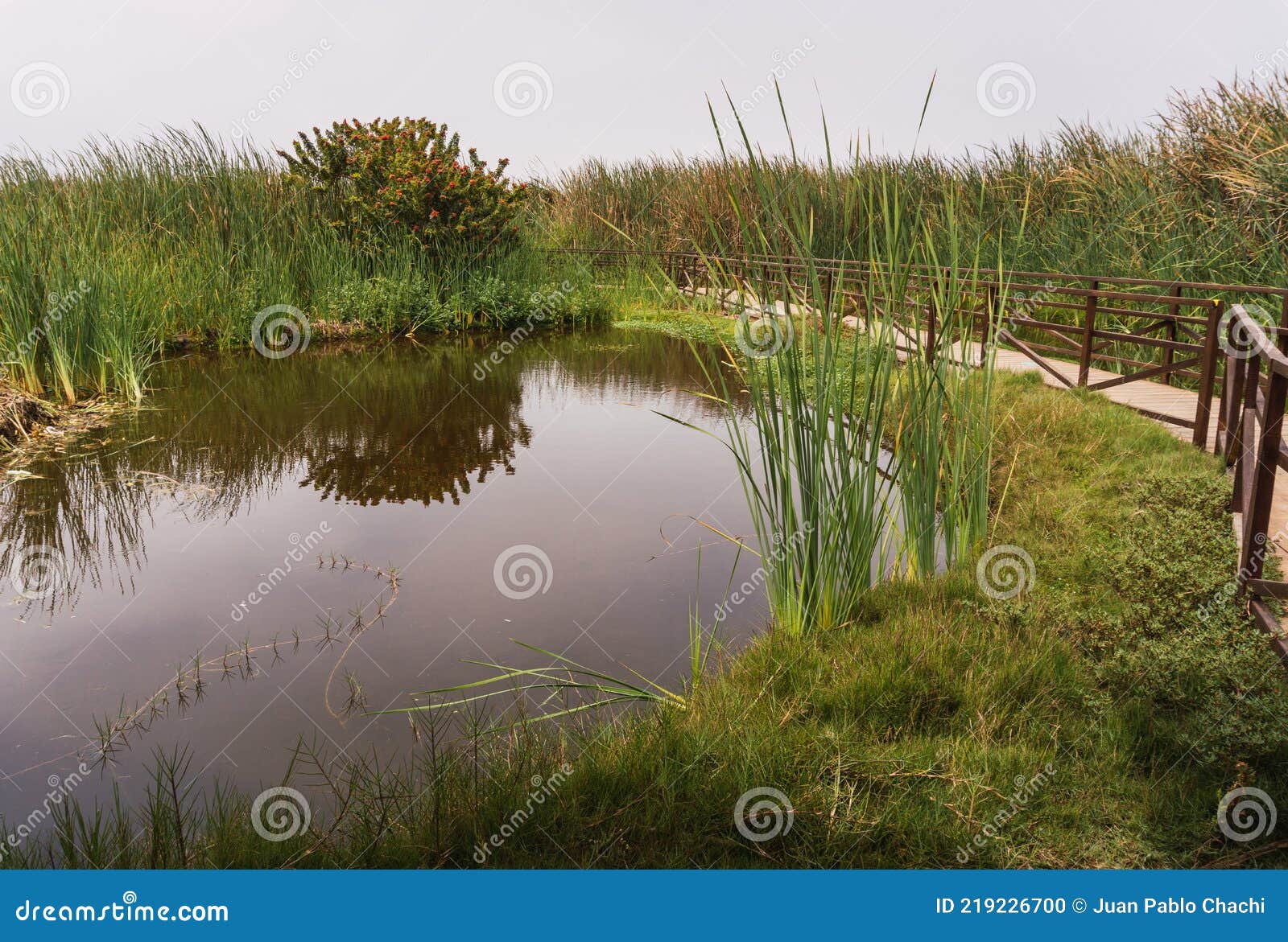 pond in pantanos de villa chorrillos lima peru